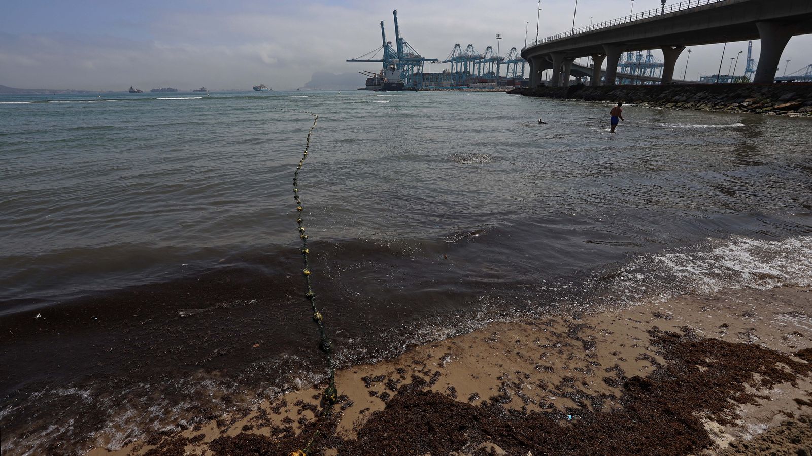 Fotos del alga invasora en El Rinconcillo