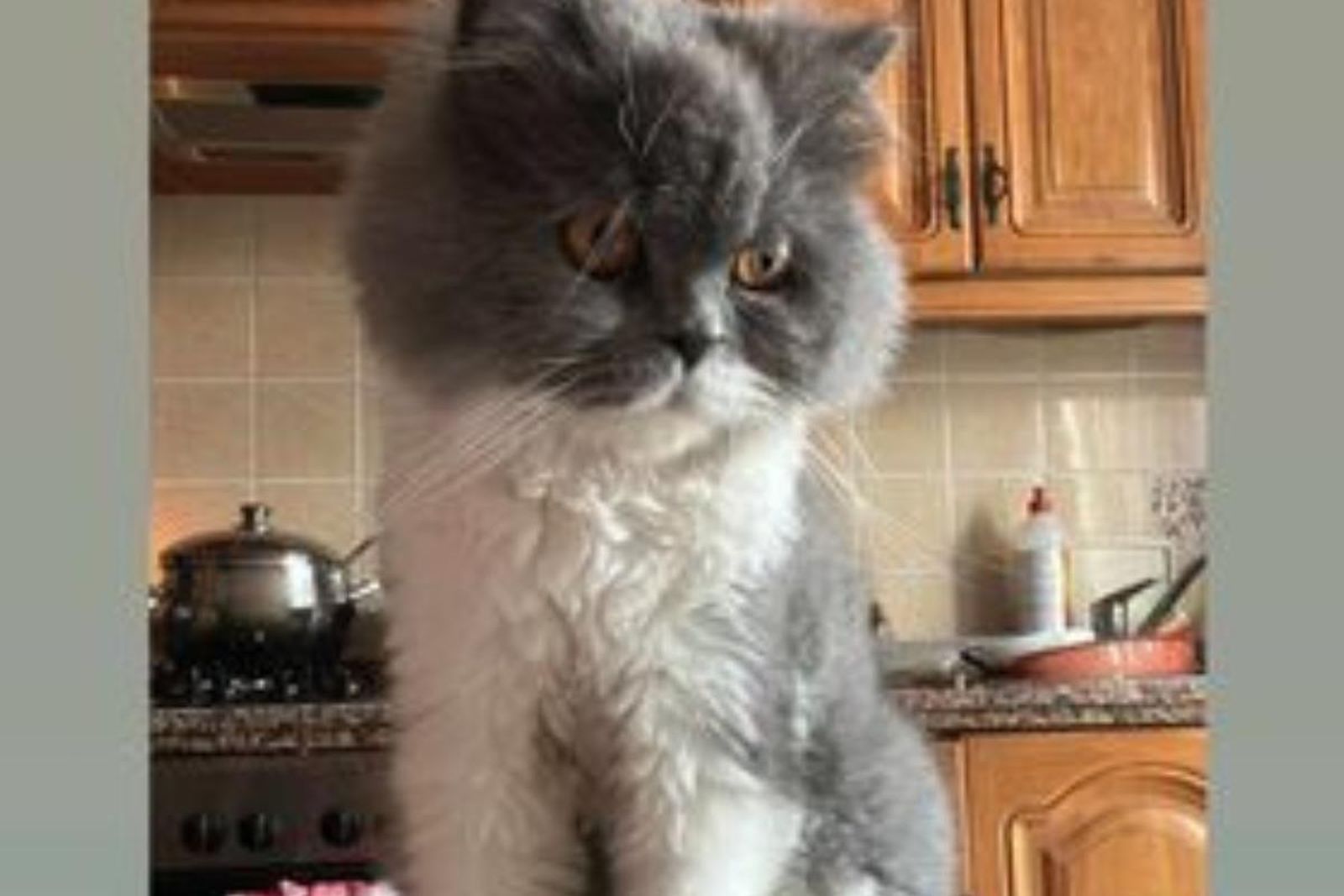 Willy, el gato perdido en Palos de la Frontera