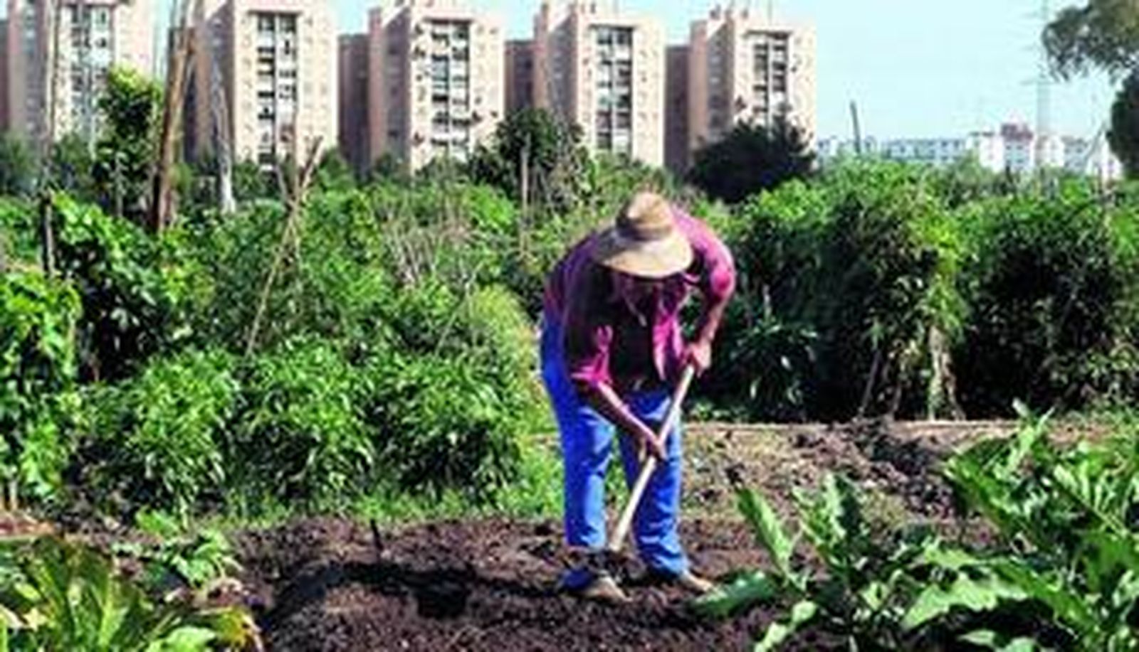 Un hombre cuida su huerto urbano en Sevilla.