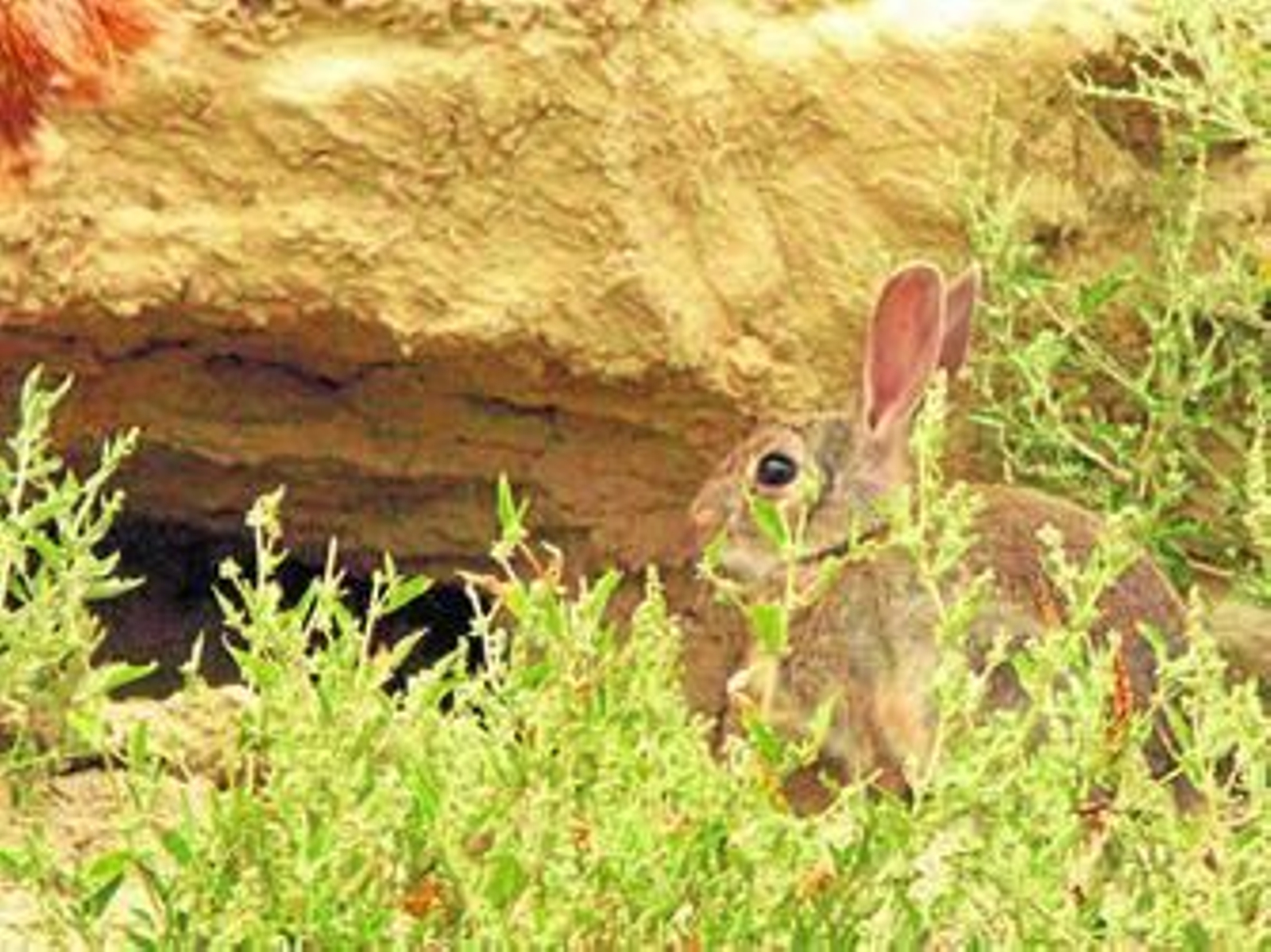 Un conejo en los aledaños de una madriguera.