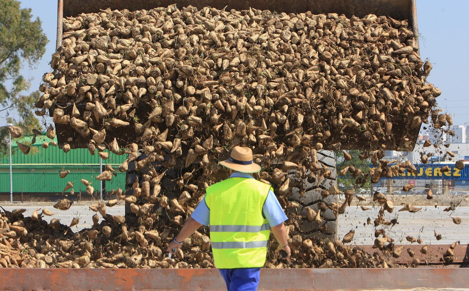 Recepción de remolacha durante la campaña en la fábrica del Guadalete de Azucarera, una de las cinco del sector que siguen en funcionamiento en España. Recepción de remolacha durante la campaña en la fábrica del Guadalete de Azucarera, una de las cinco del sector que siguen en funcionamiento en España.