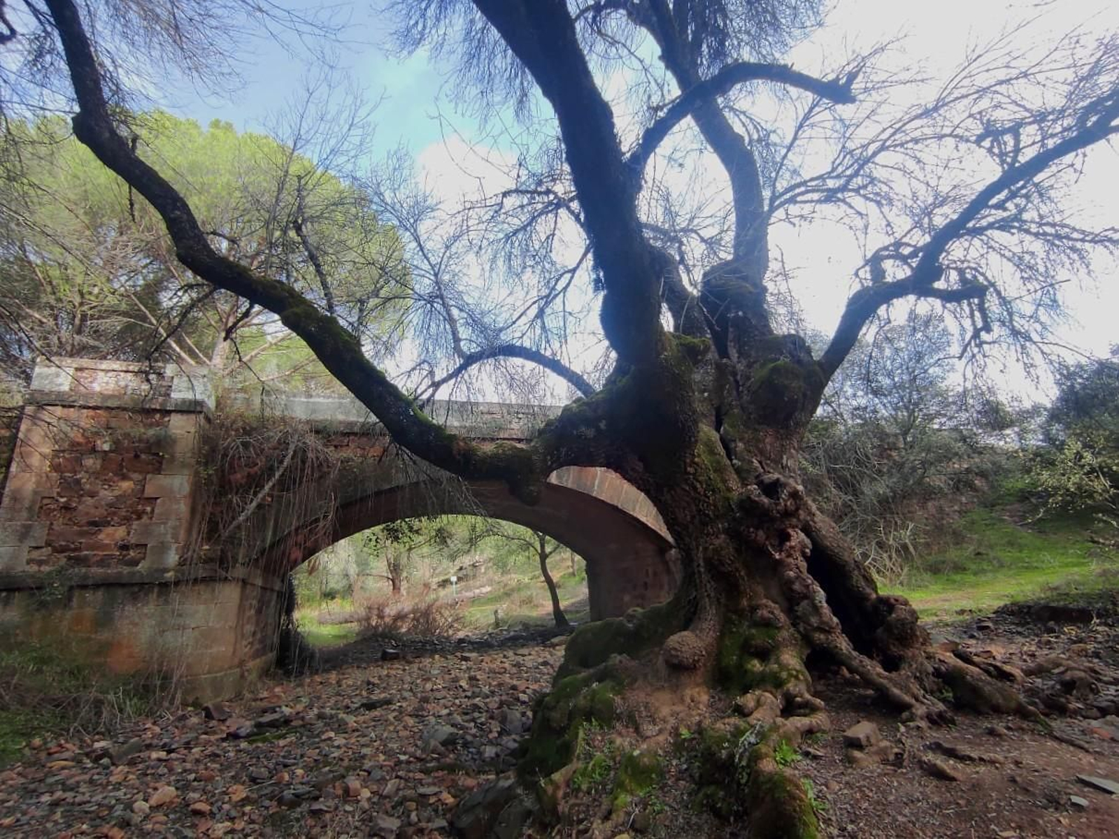Ruta senderista para recolectar hasta diez tipos de setas diferentes en Despeñaperros