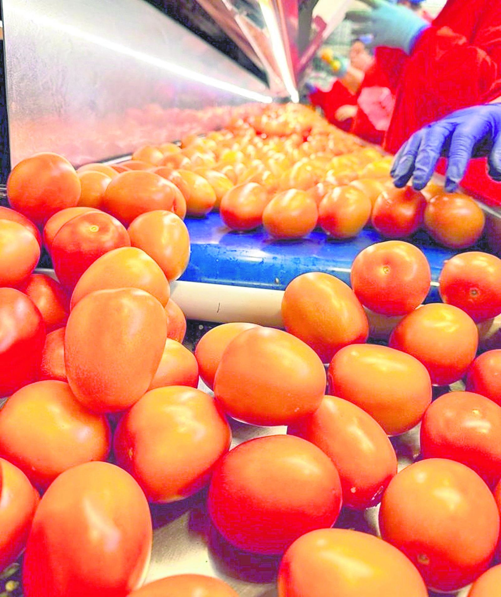 Tomates que van directamente del campo a la red de supermercados cooperativos