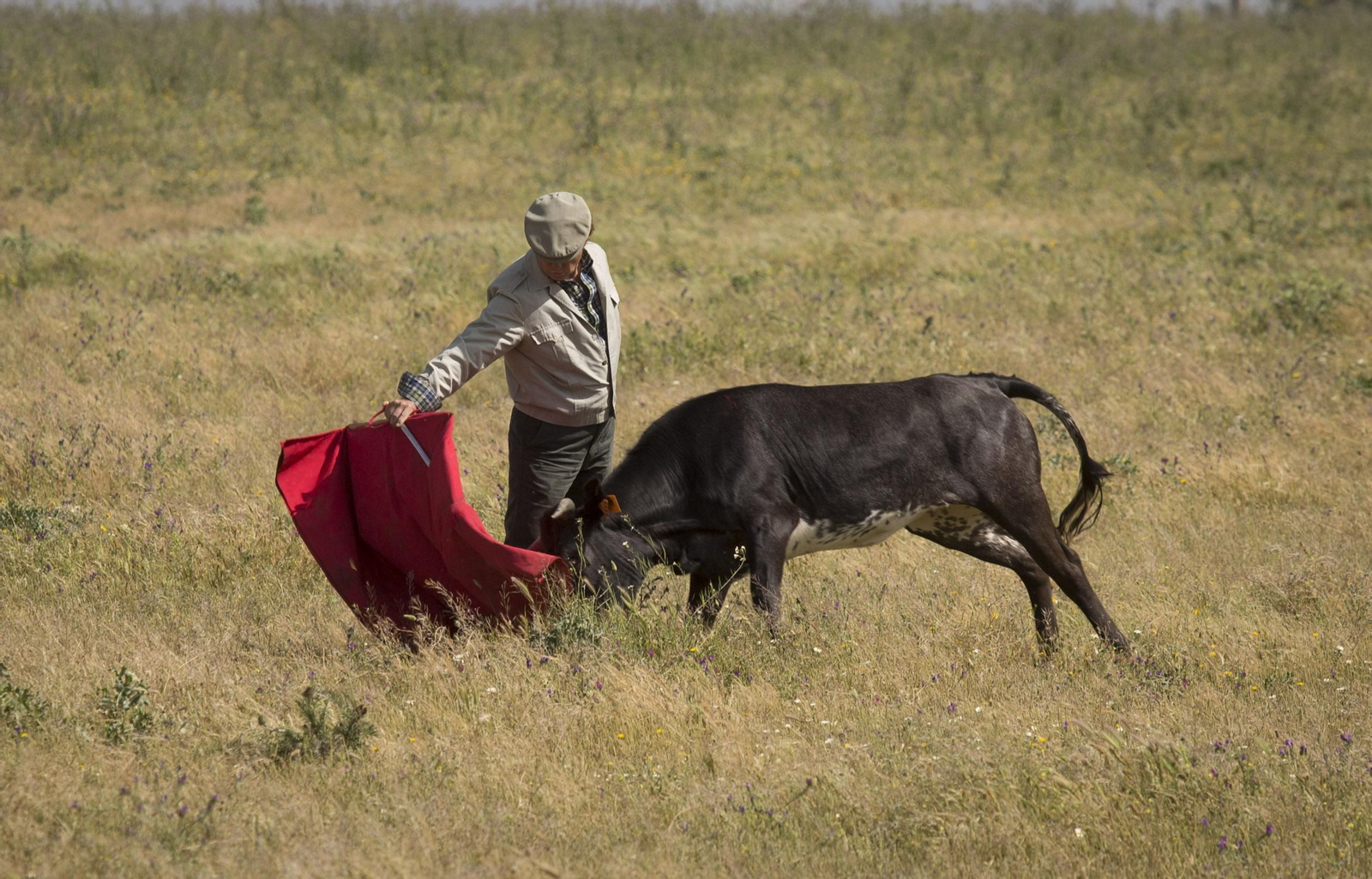 La celebración del 175 aniversario de la ganadería Miura, en imágenes