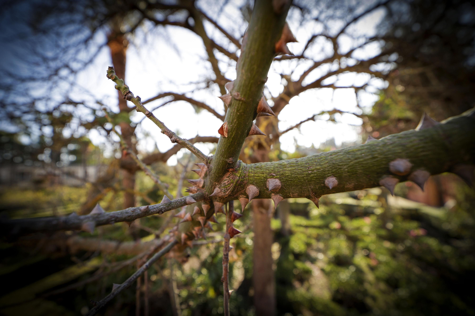 Arboles singulares del Alcazar