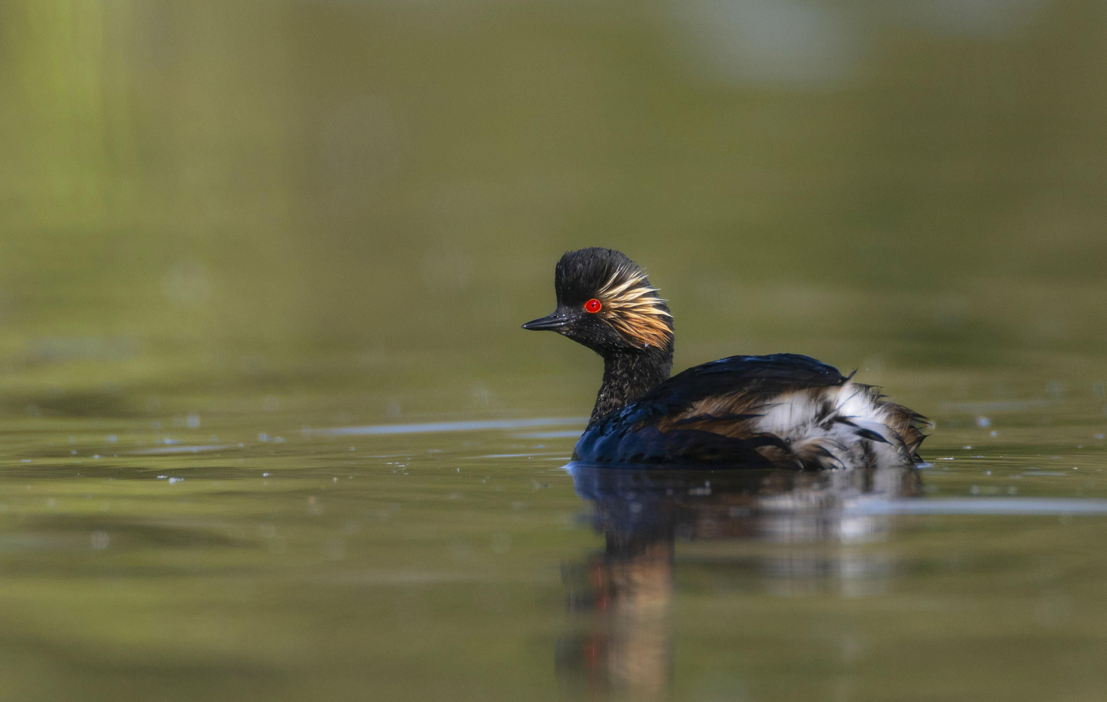 Doñana, imágenes de un mosaico de ecosistemas único
