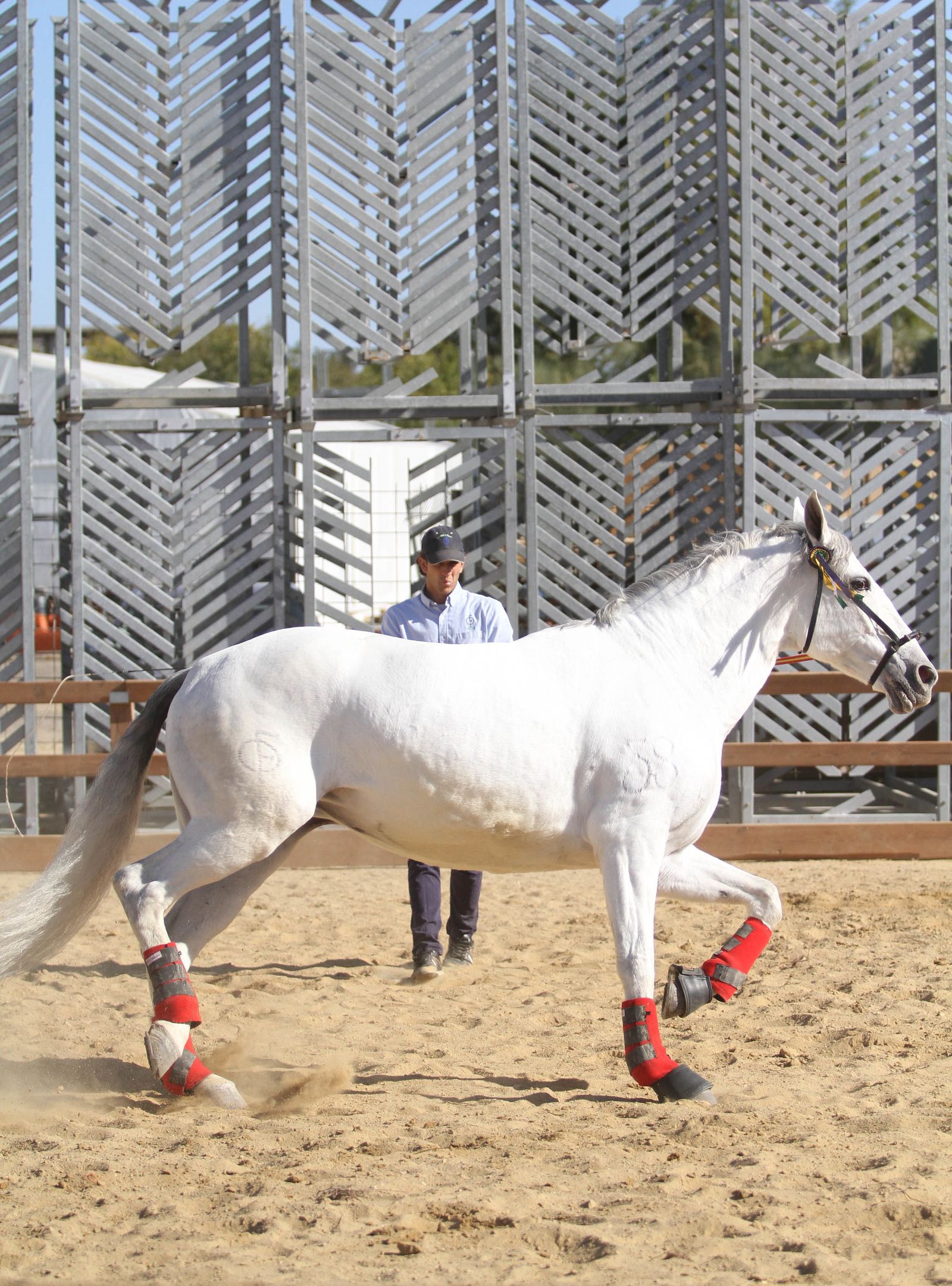 Sicab calienta motores.