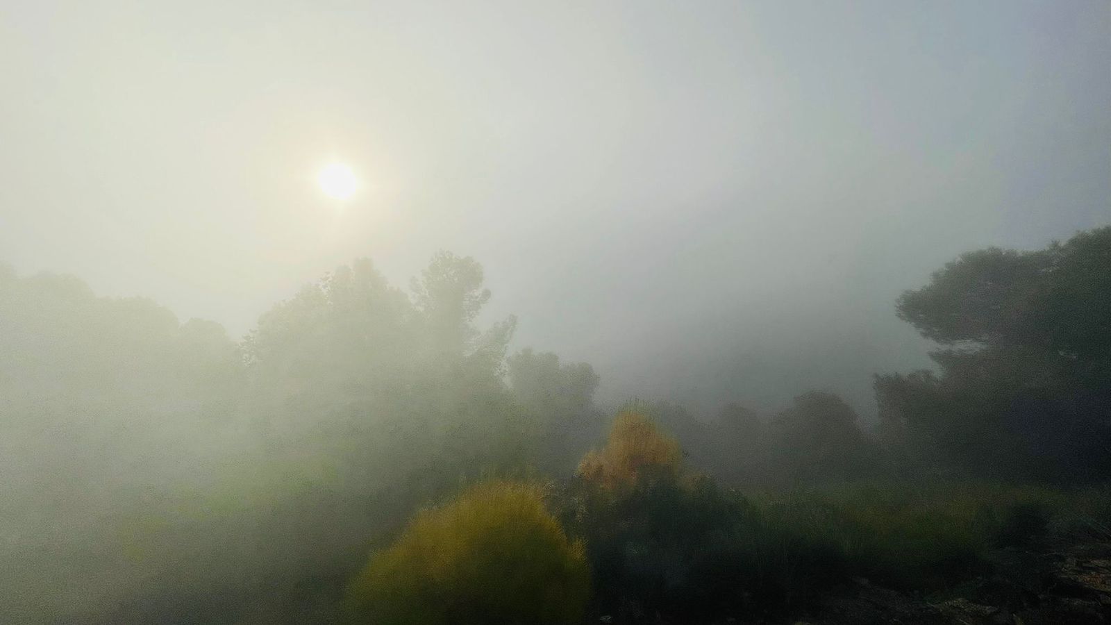 Estampa dejada por el taró.