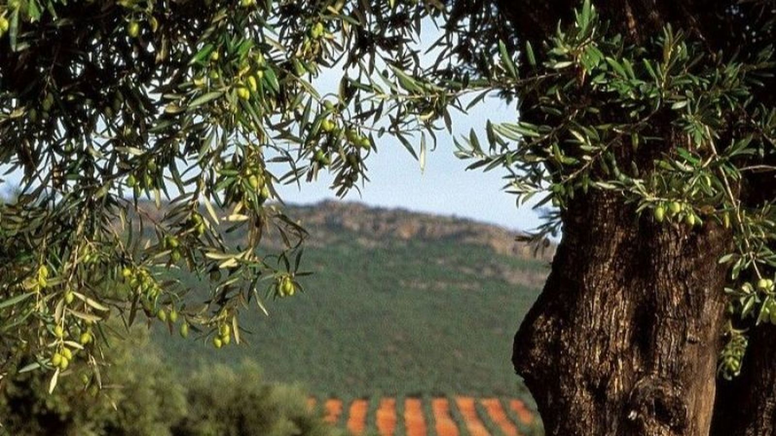 La importancia del vivero en la producción de olivos sanos y productivos
