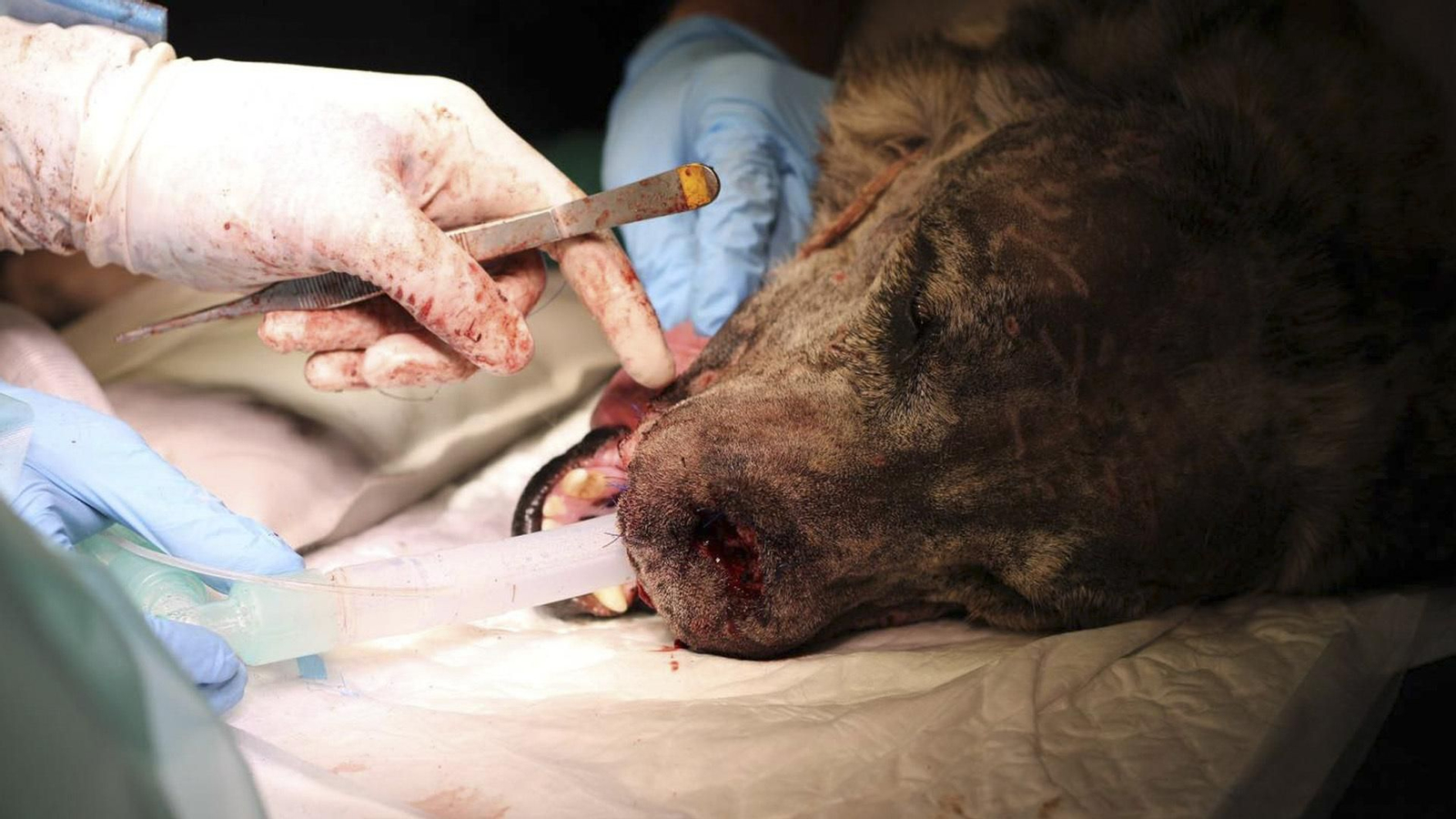 Intervención del mastín Zeus en la clínica de Valencia.