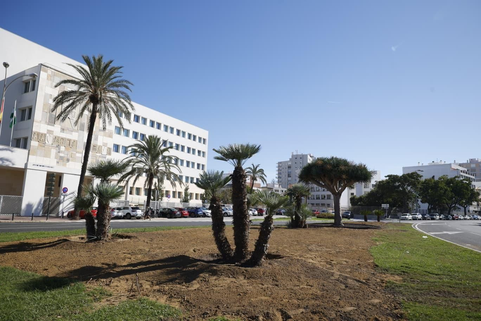 El jardín donde está el drago de la Puerta de Tierra se ha reforzado con nuevas especies.