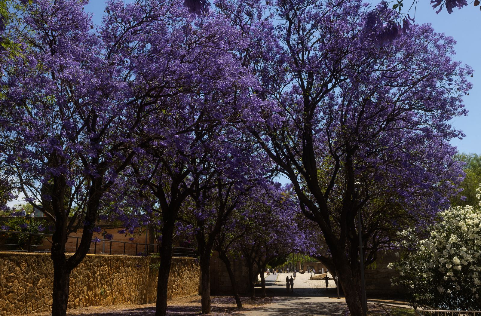 Las jacarandas vuelven a teñir de morado Sevilla
