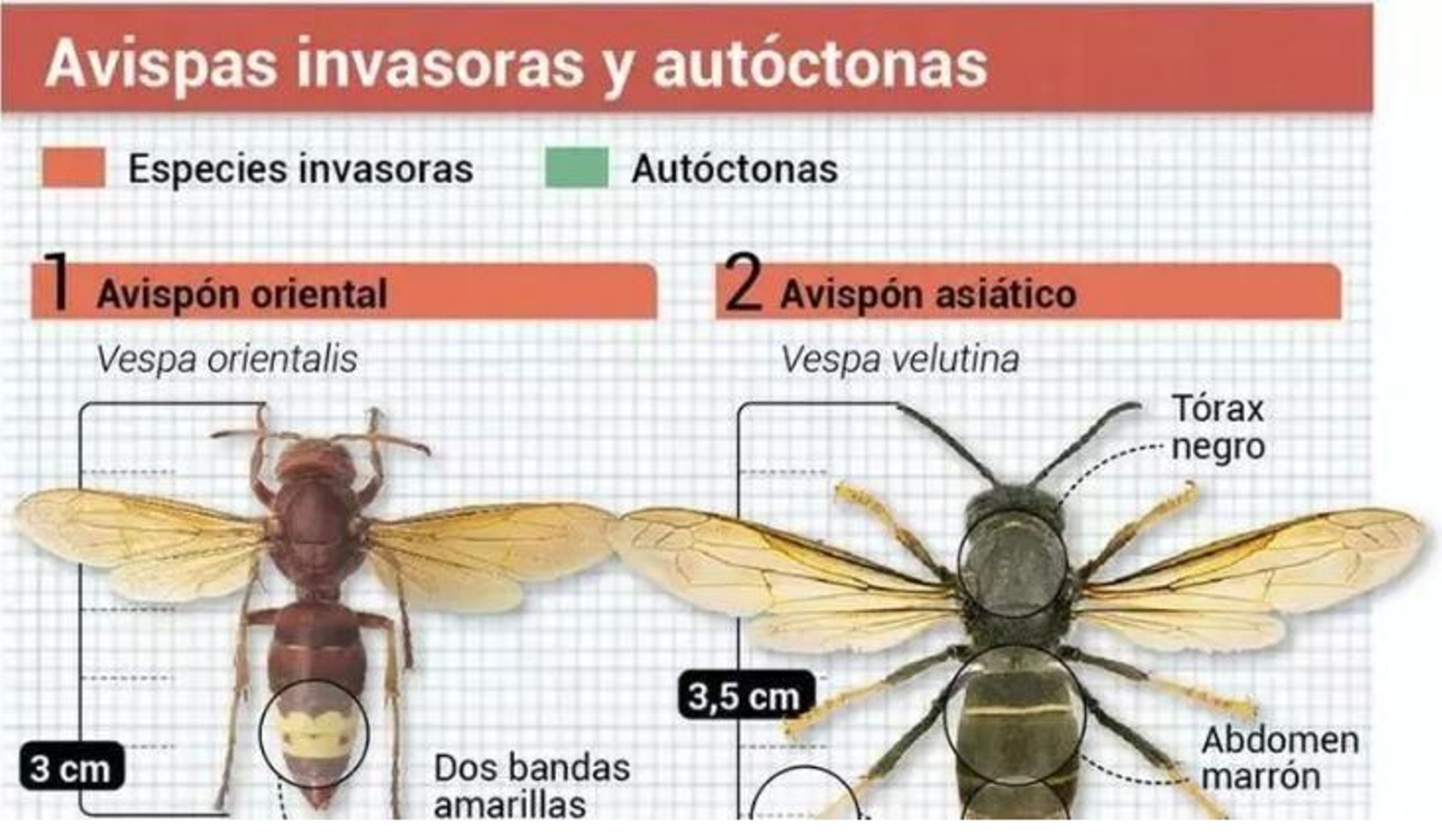 Diferencias entre las avispas invasoras y autóctonas.