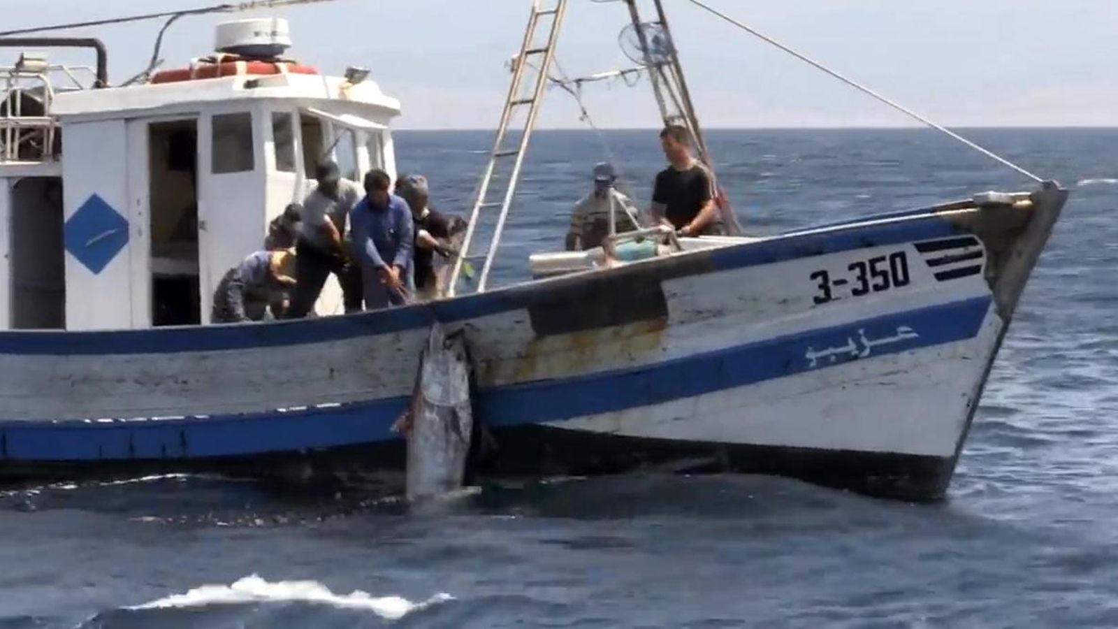 Momento en el que los pescadores izan un gran ejemplar a bordo de la embarcación