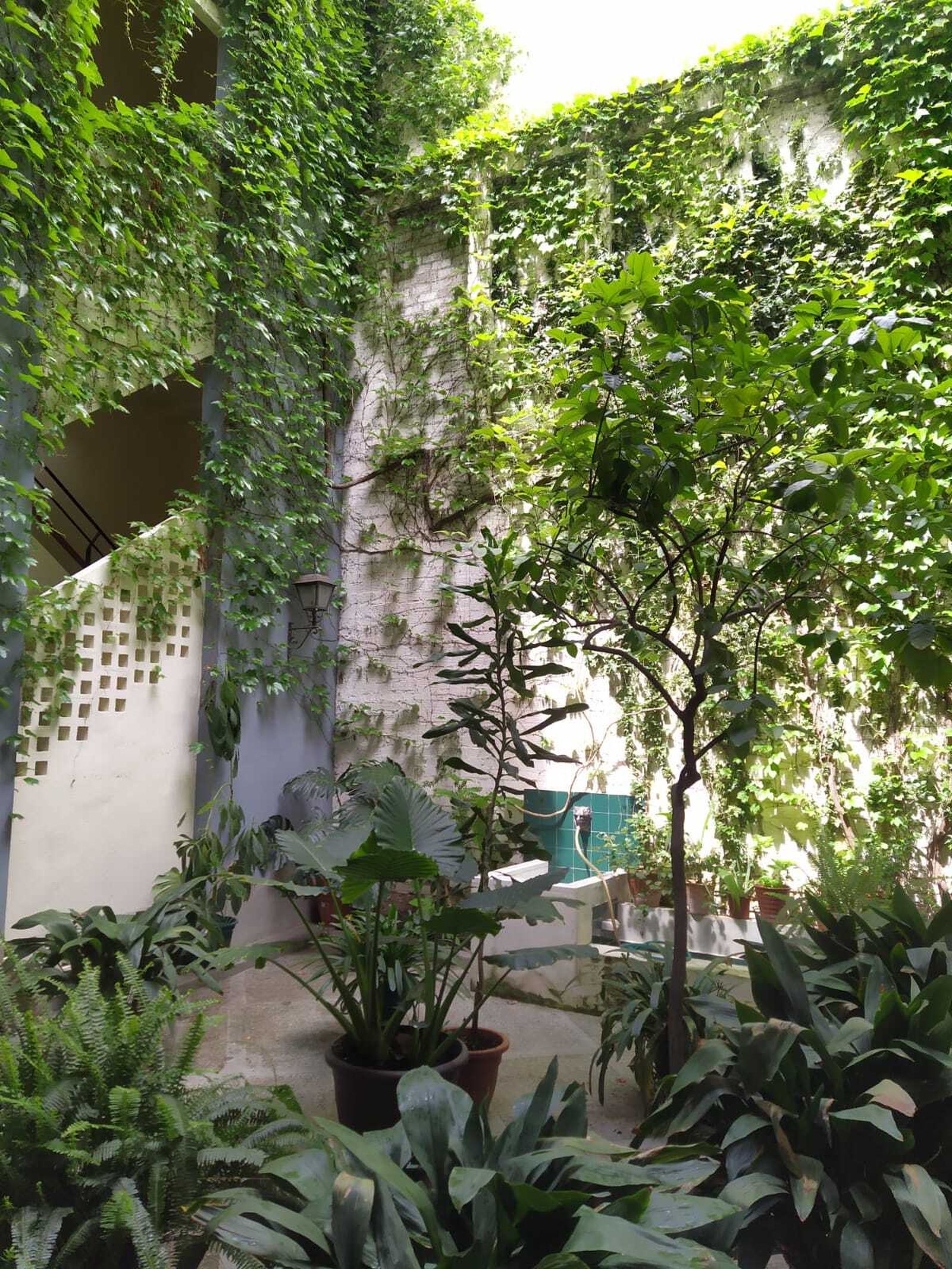 Naturaleza verde en un patio de un bloque de Sevilla.