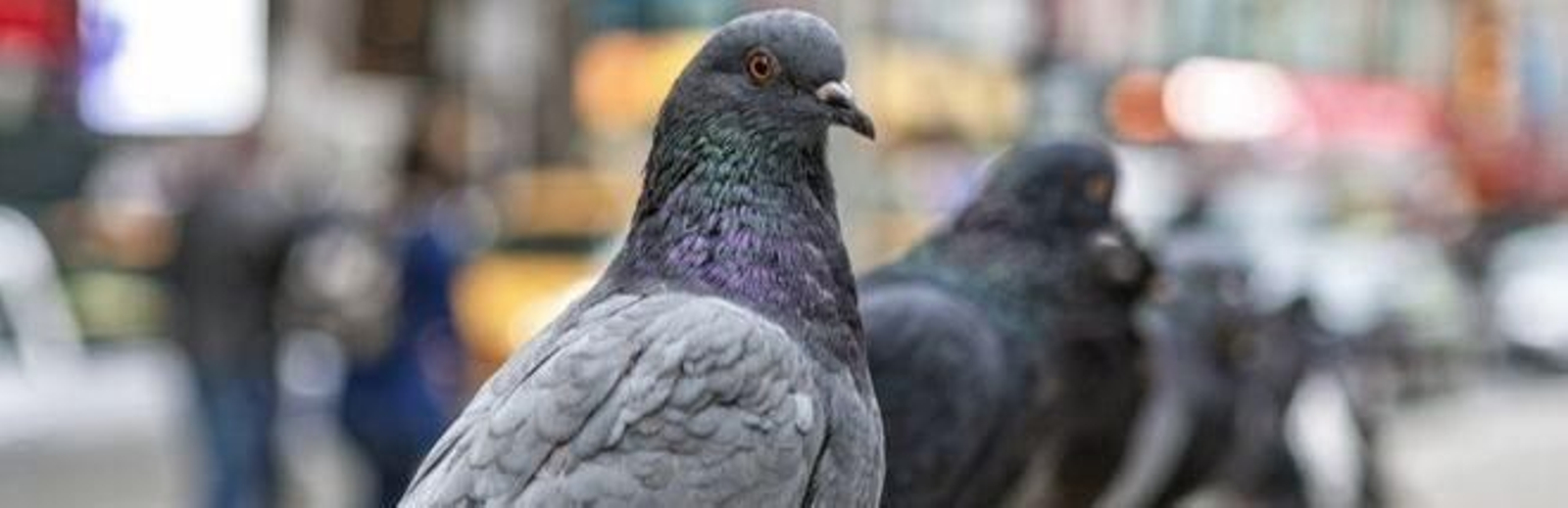 Varias palomas en una calle de Sevilla.