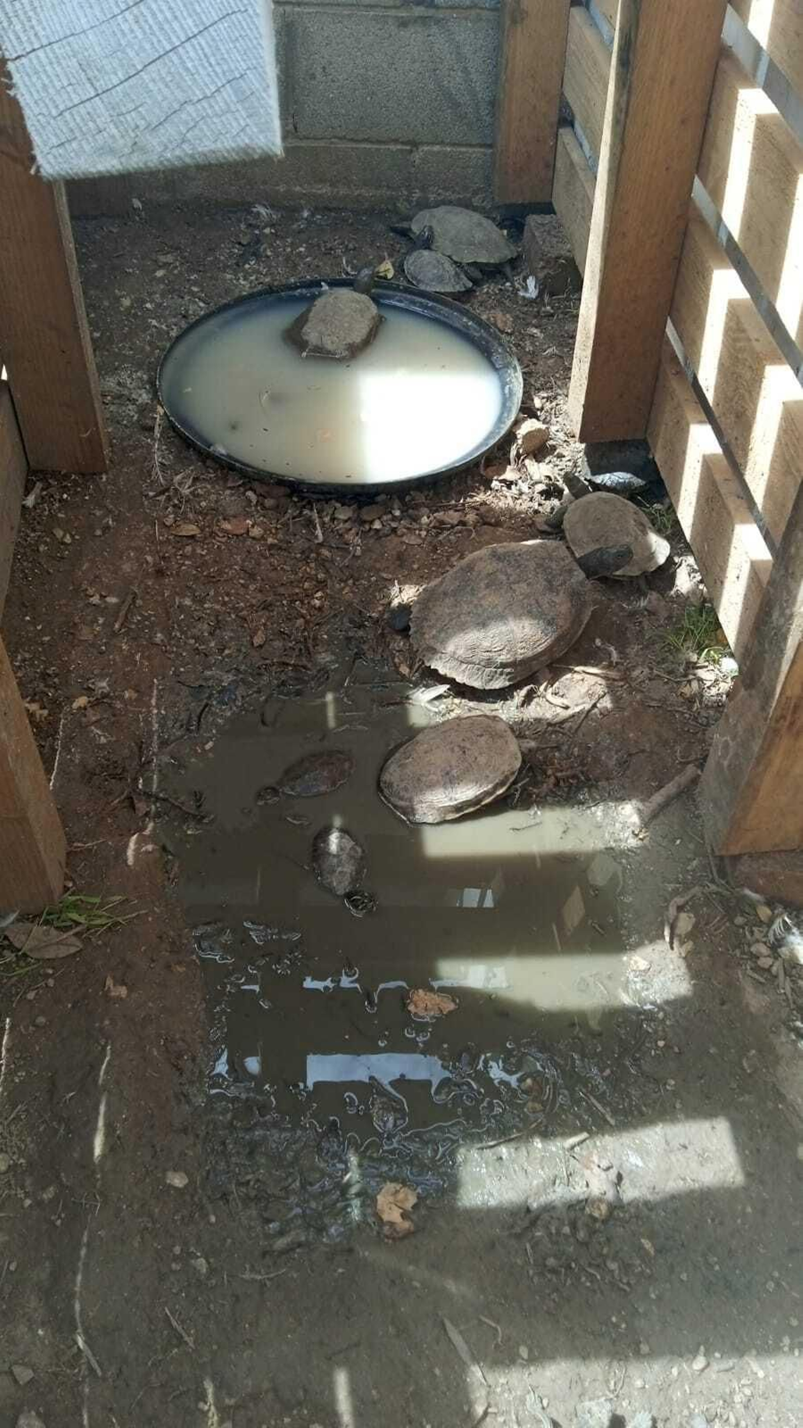 Así están los patos y tortugas del Parque tras el traslado: las fotos difundidas por AxSí en San Fernando
