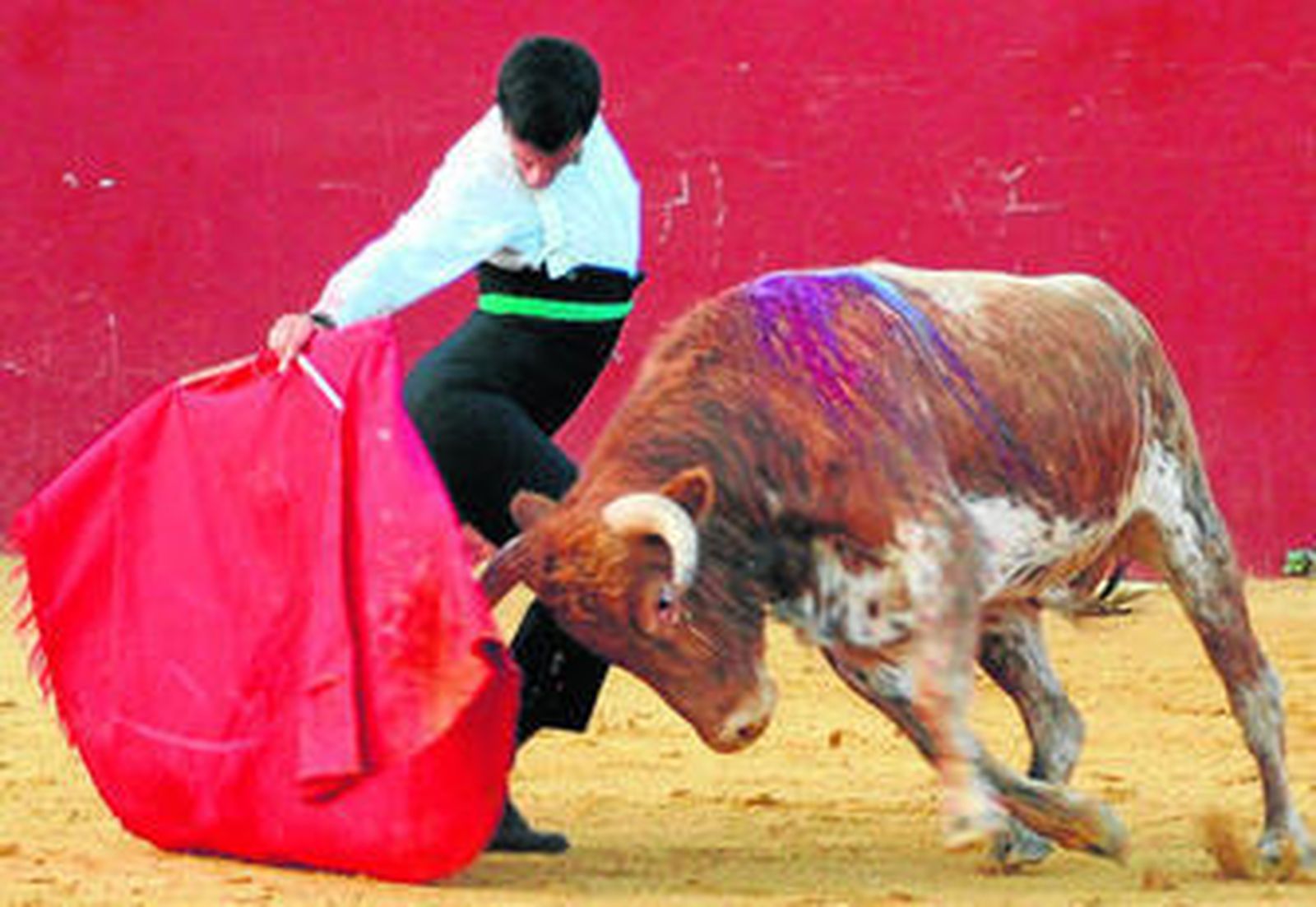 José Antonio Heredia, en un entrenamiento campero, con un macho de Salvador Domecq.
