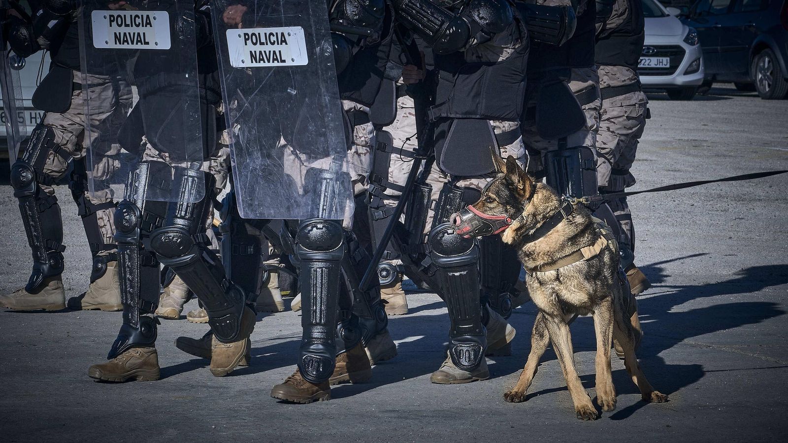 Maniobras Canex con unidades caninas de las Fuerzas Armadas, Policía y Guardia Civil