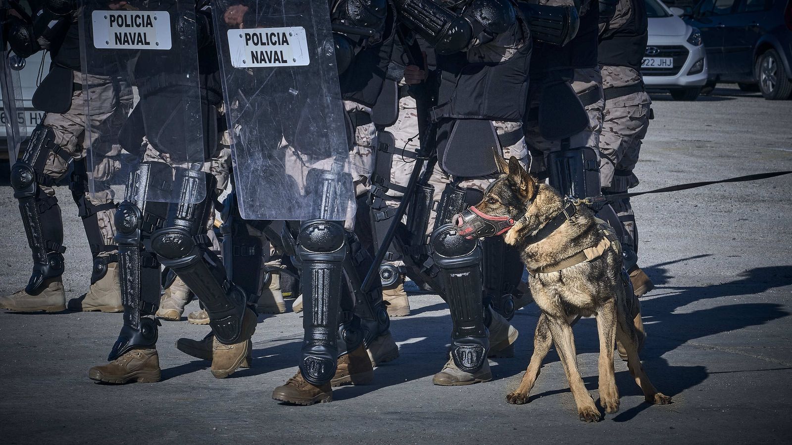 Maniobras Canex con unidades caninas de las Fuerzas Armadas, Policía y Guardia Civil