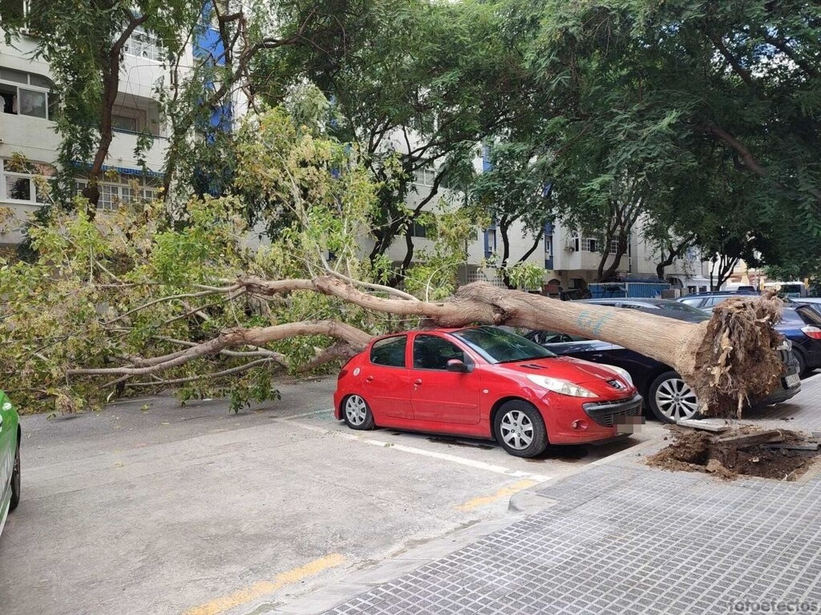 Un árbol cae sobre un coche aparcado en Málaga capital.