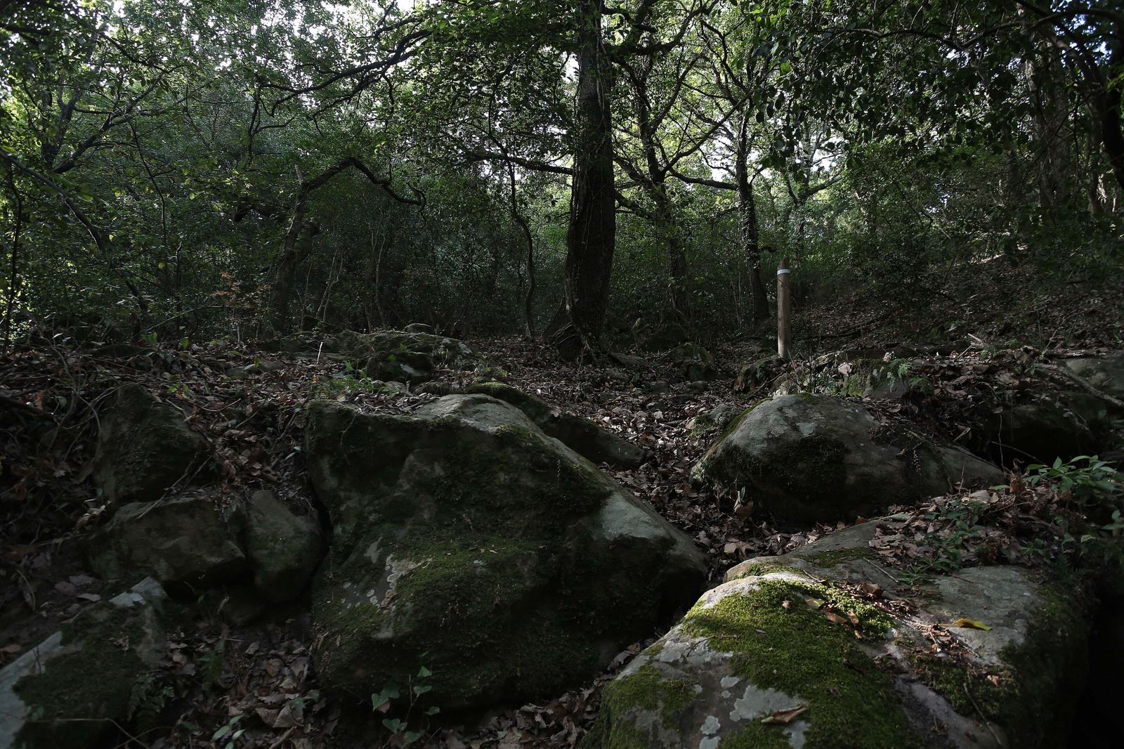 Sendero del Arroyo de San Carlos del Tiradero.
