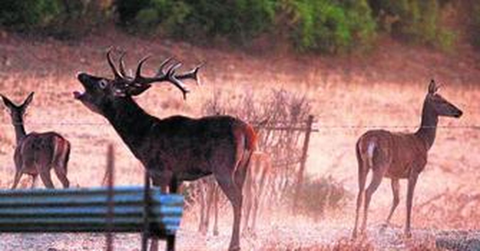 Un ciervo macho berrea en época de celo para atraer a las hembras, en una imagen de archivo tomada en el parque natural de Los Alcornocales.