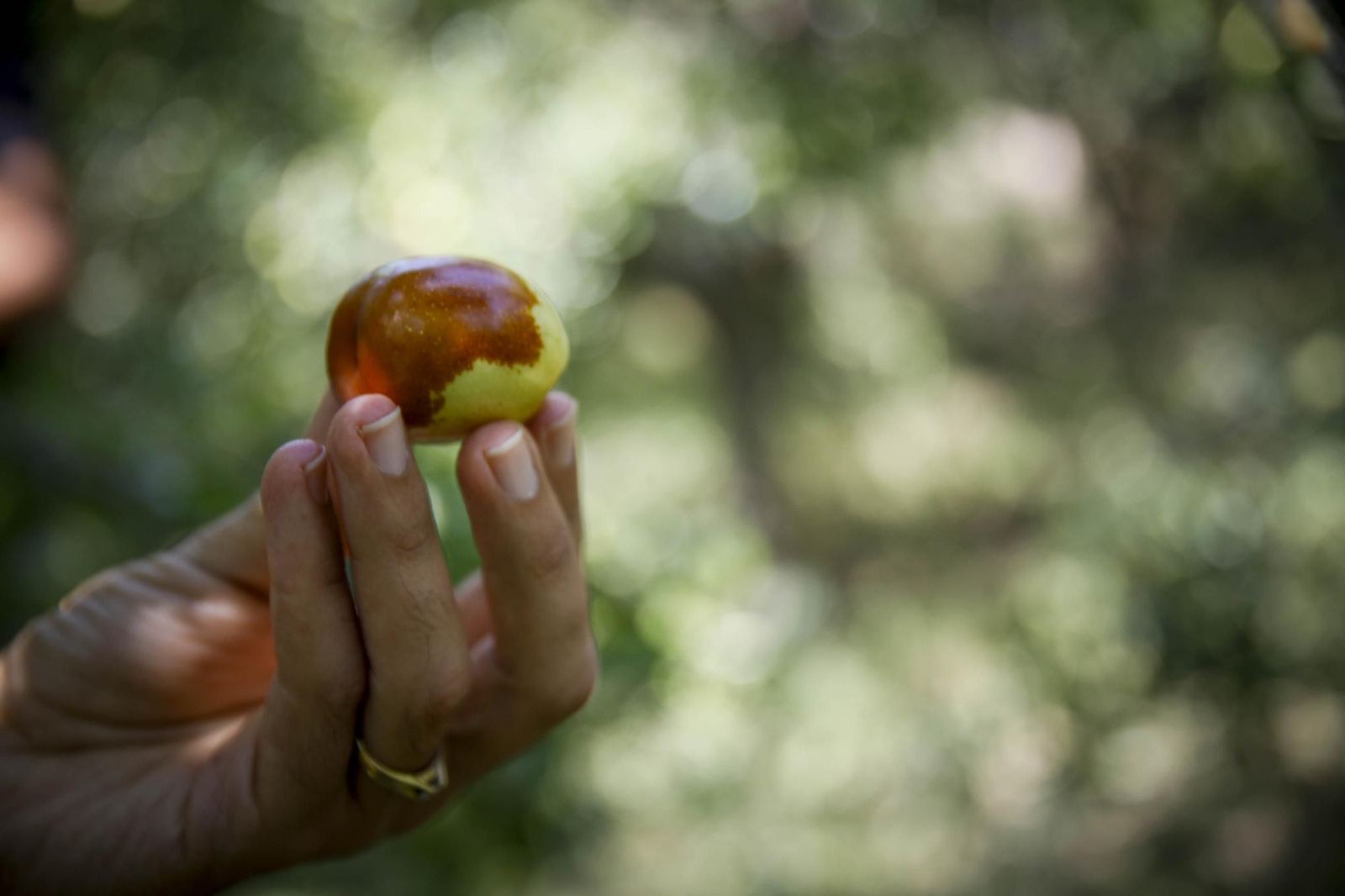 Imágenes del cultivo de azufaifas en Abrucena