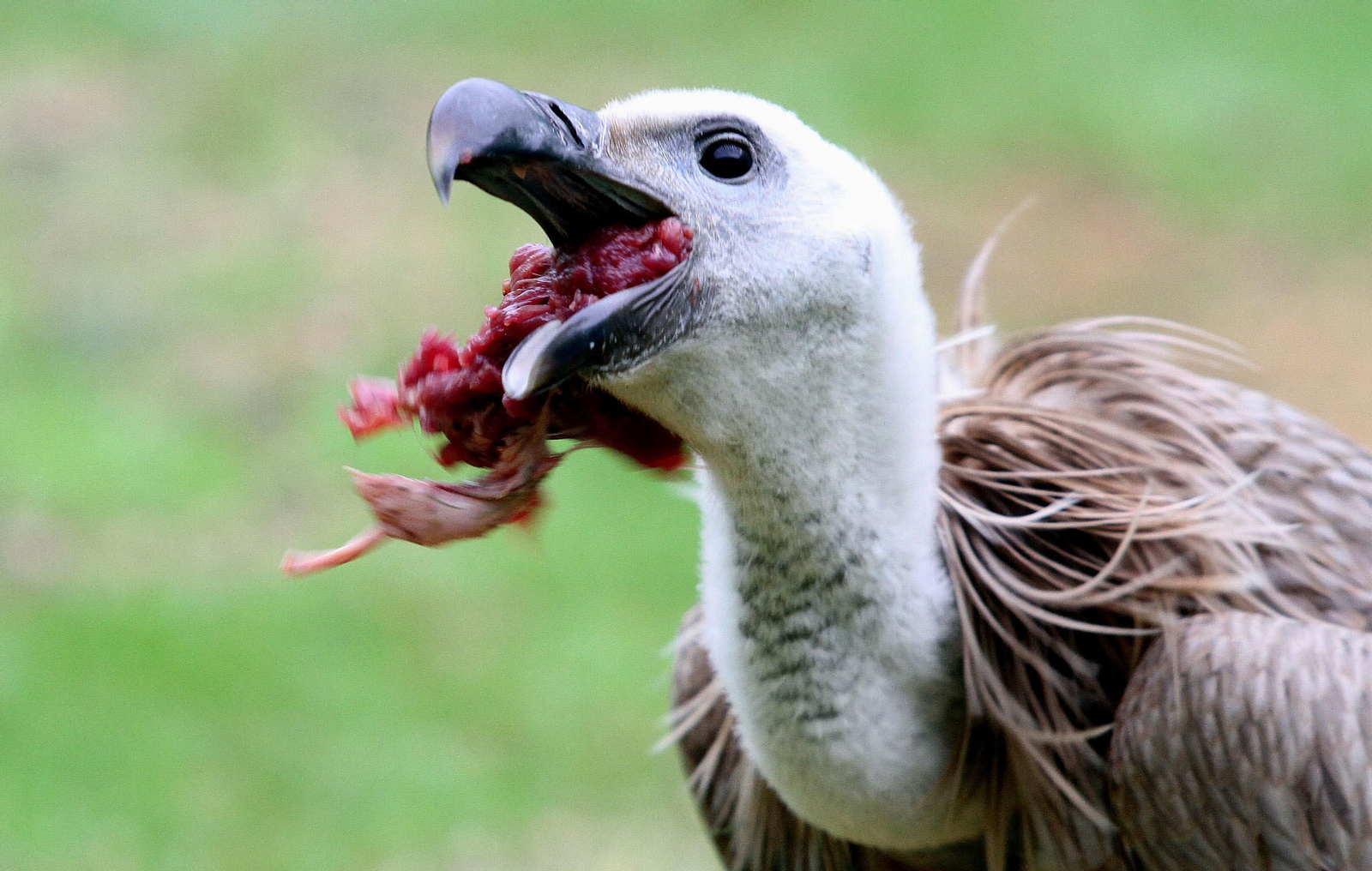 Centro de especies protegidas CREA-CEGMA