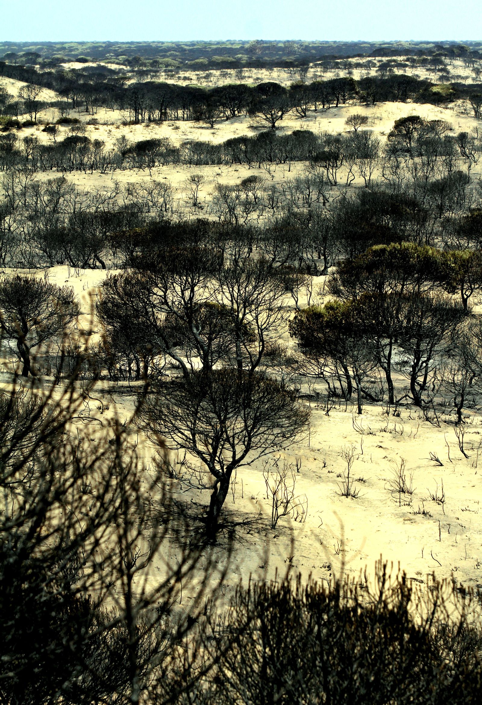 Imágenes de las consecuencias del incendio de Moguer