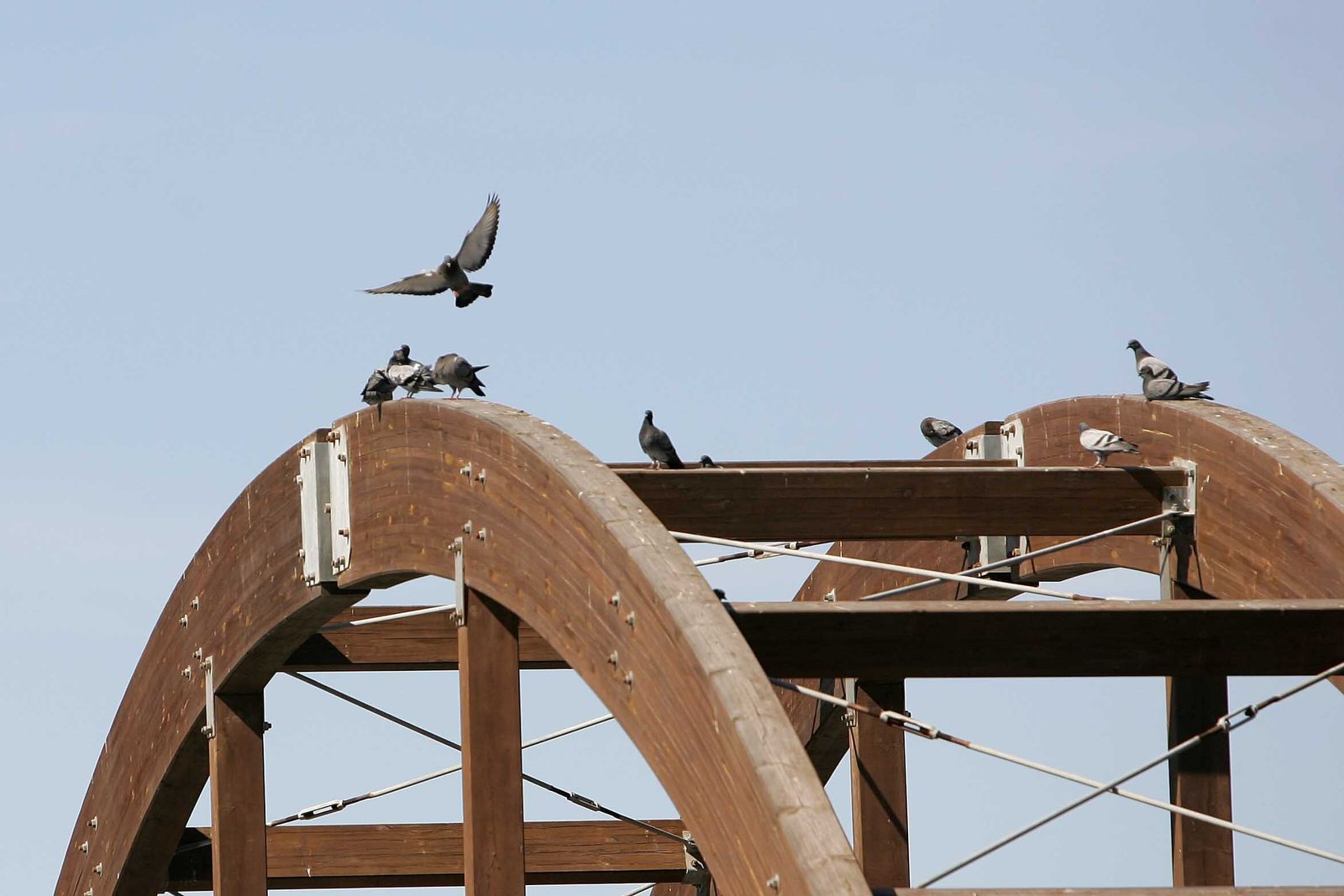 Palomas sobre el puente del estanque del parque Andarax