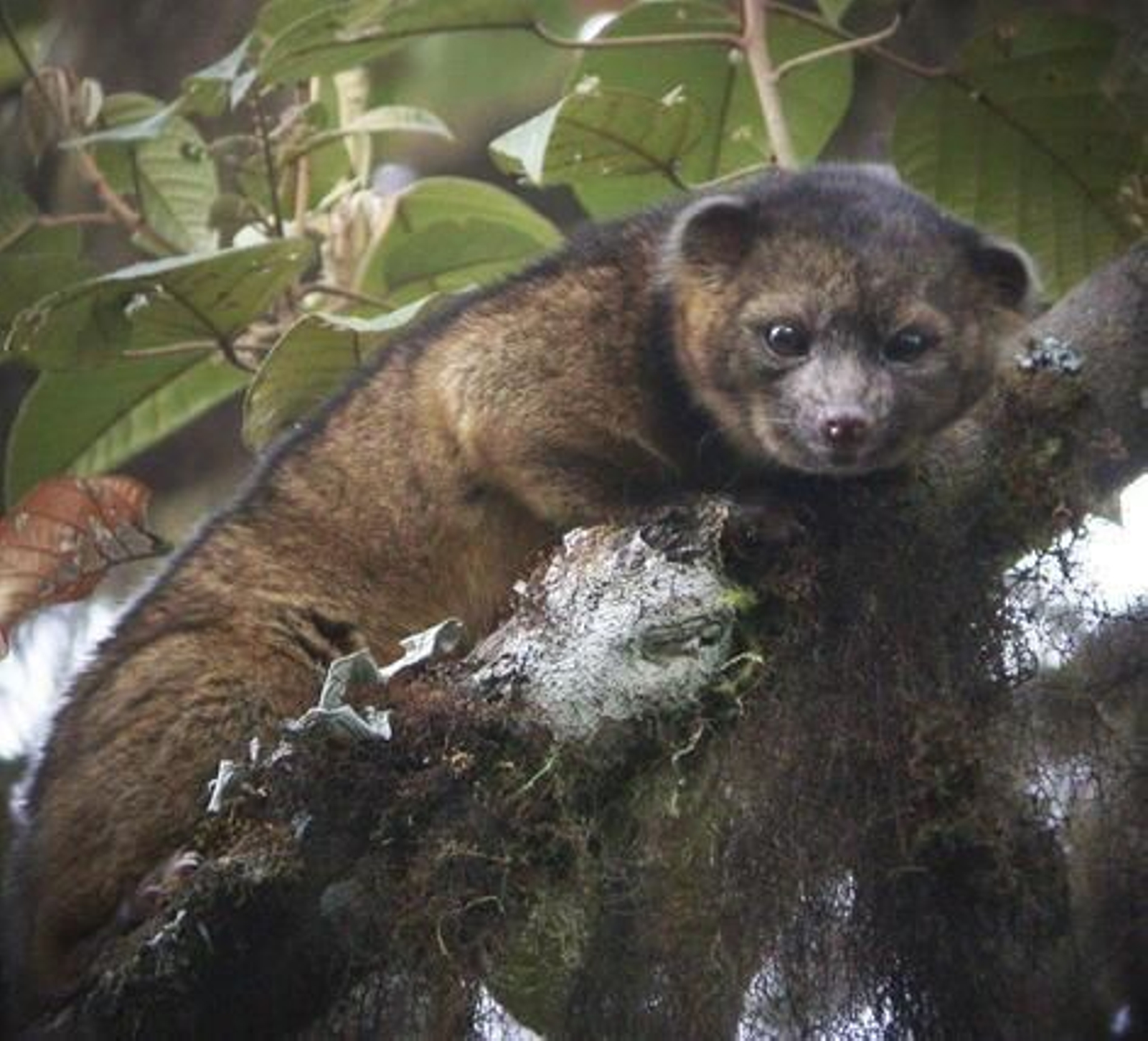 Hallan una nueva especie de mamífero en Ecuador y Colombia: el olinguito