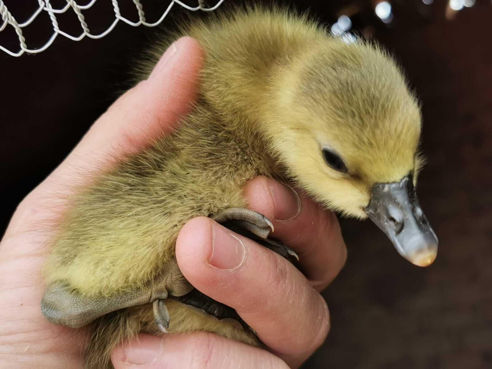 Pon un burrito en tu vida: un planazo en Huelva para disfrutar en familia