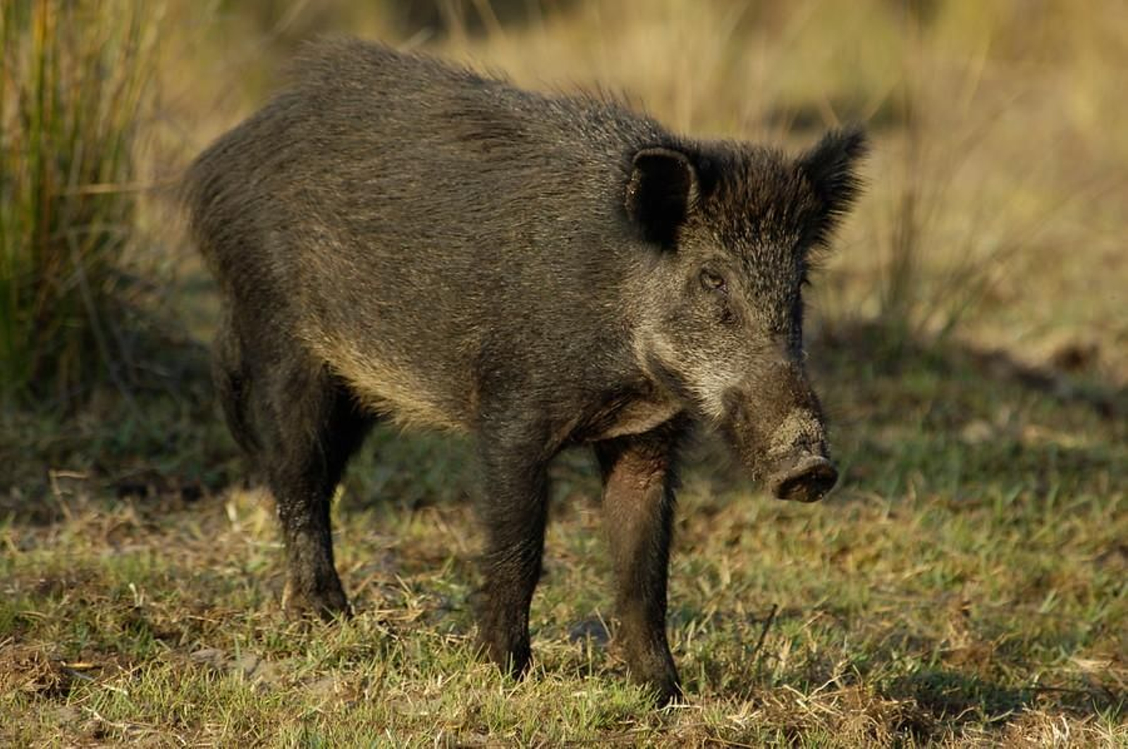 Un jabalí en un monte de Andalucía.