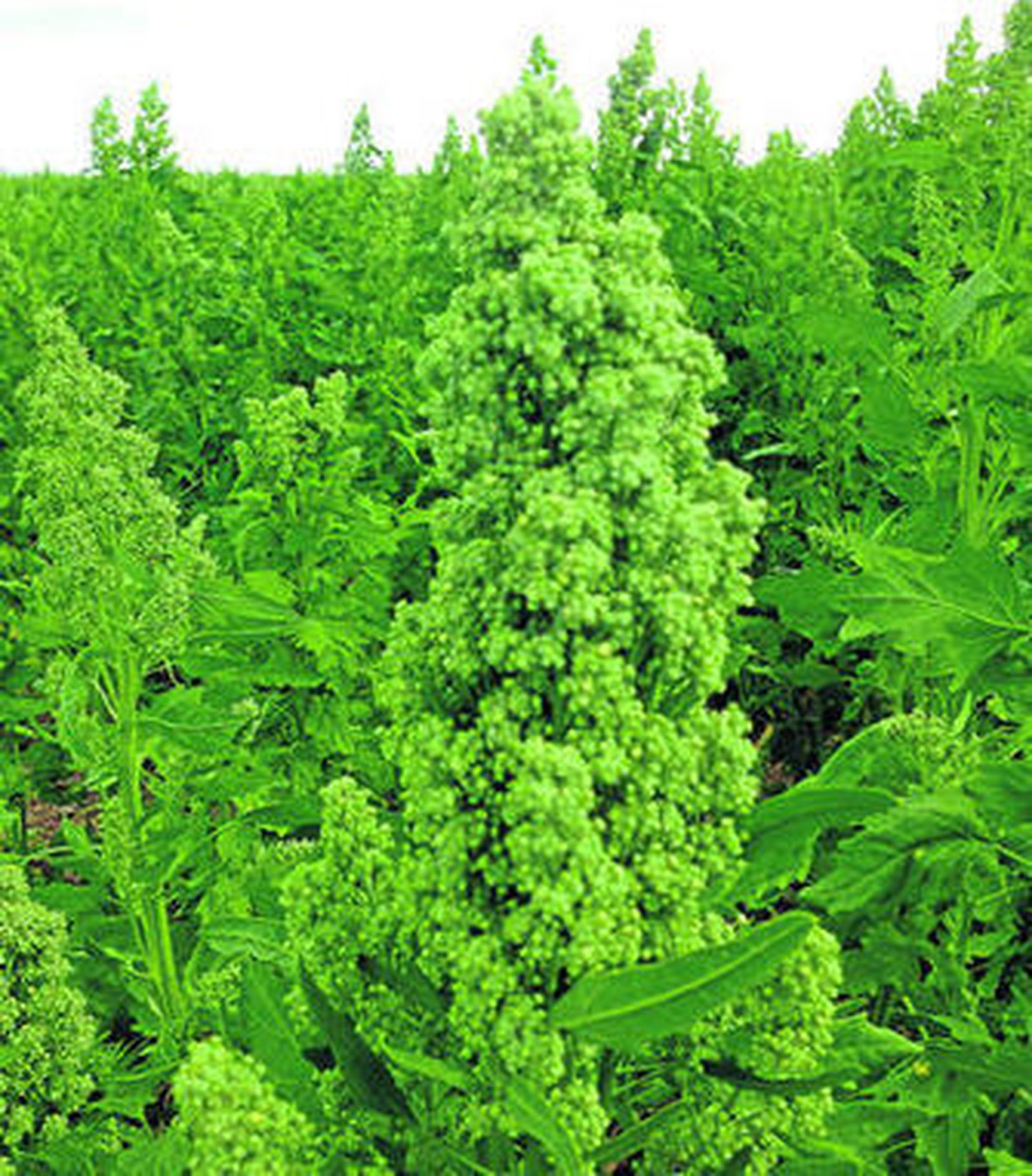 Cultivo de quinoa, el año pasado, en una finca  en Sevilla de Algodonera del Sur.