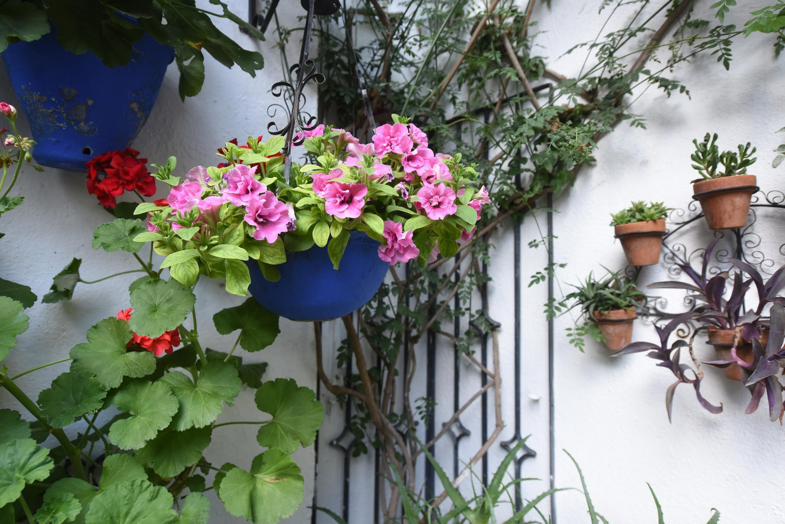 Los Patios de la ruta de San Lorenzo, en imágenes