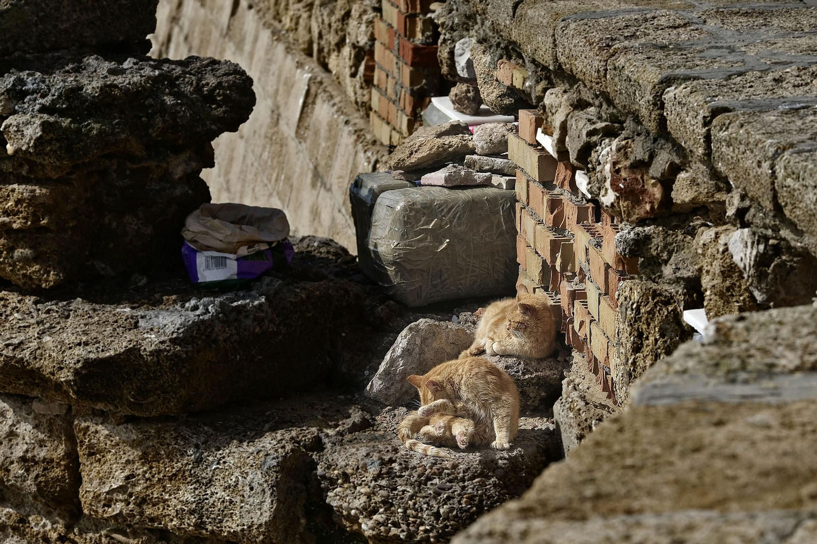 Gatos en el Campo del Sur, en una imagen del pasado marzo .