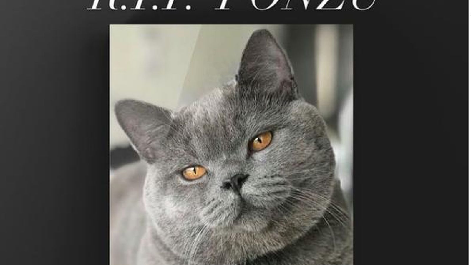gato ponzu