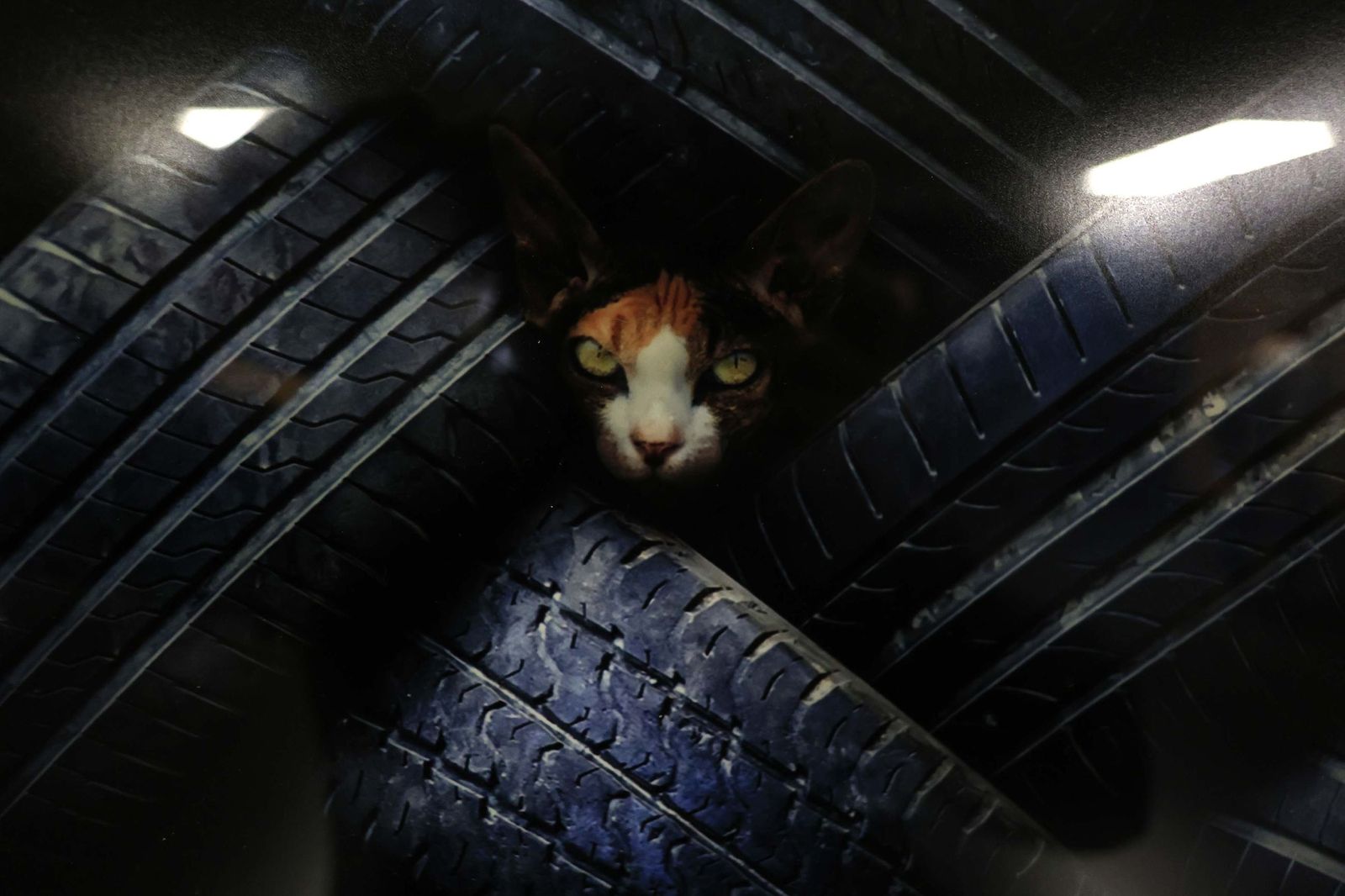 Fotos de las exposiciones "Testimonio de guerra" y "I Concurso Internacional de Fotografía Iulia Traducta" en el Congreso Andaluz de Fotografía en Algeciras