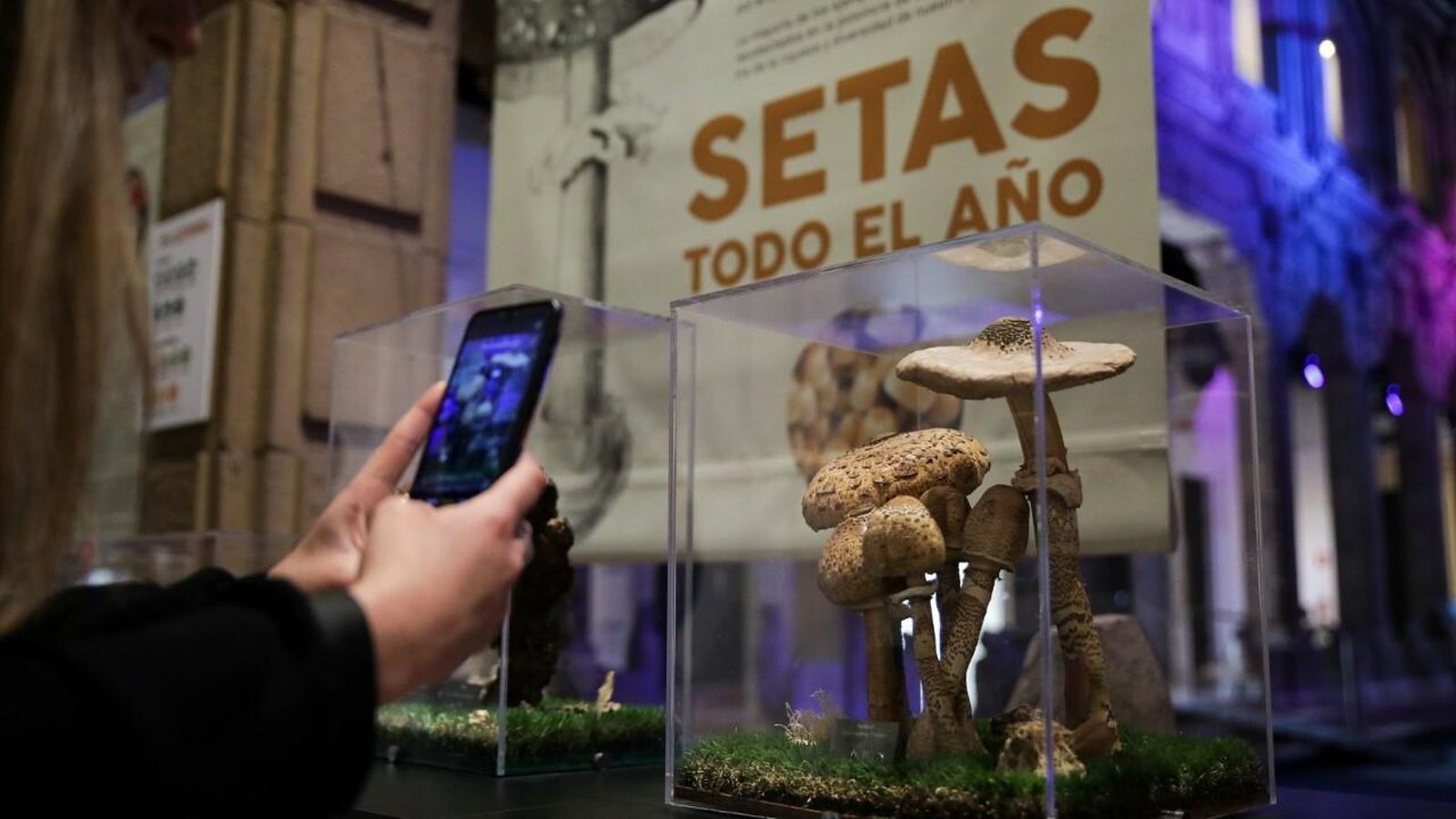 Un ejemplar de setas en la Casa de la Ciencia.