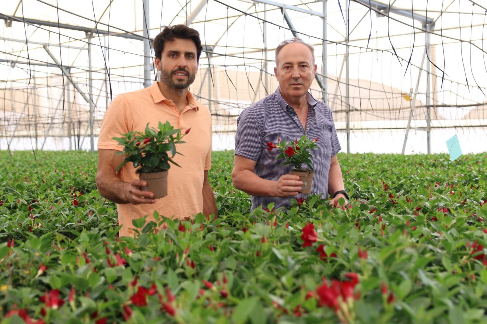 Imágenes de la venta de planta planta ornamental y flor cortada de Vícar