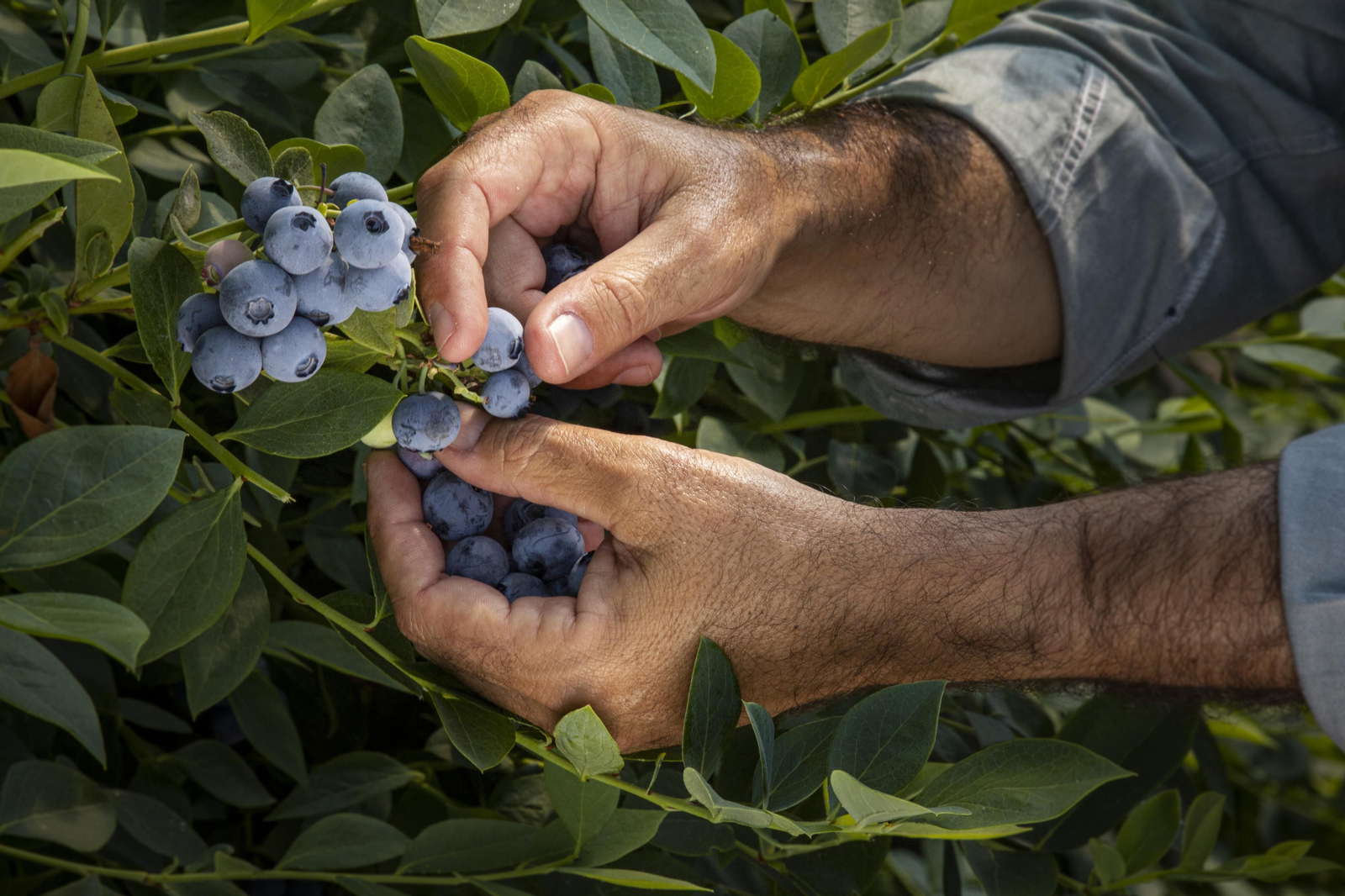 Cuna de Platero ha incrementado la superficie plantada de arándano esta campaña.