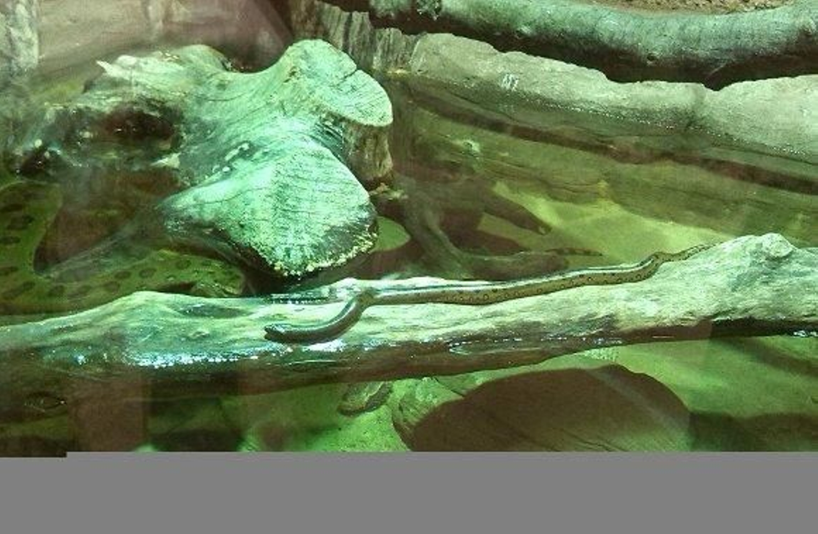Nacen 20 anacondas verdes en el Acuario