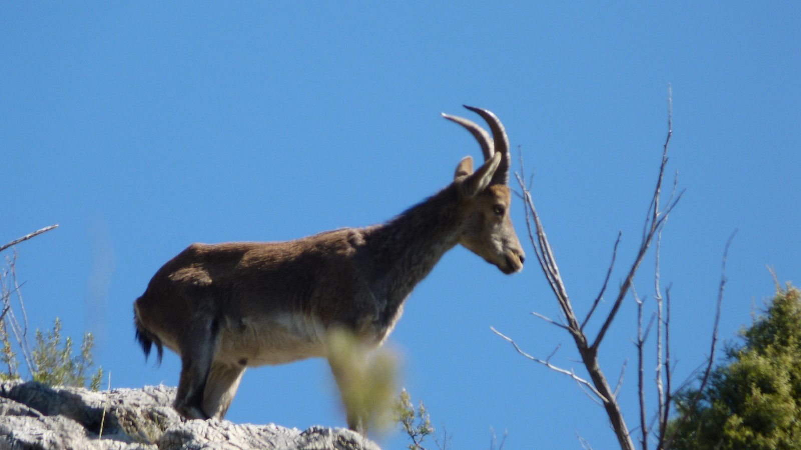 Con suerte molestaremos a algún bicho durante el paseo. Con suerte molestaremos a algún bicho durante el paseo.