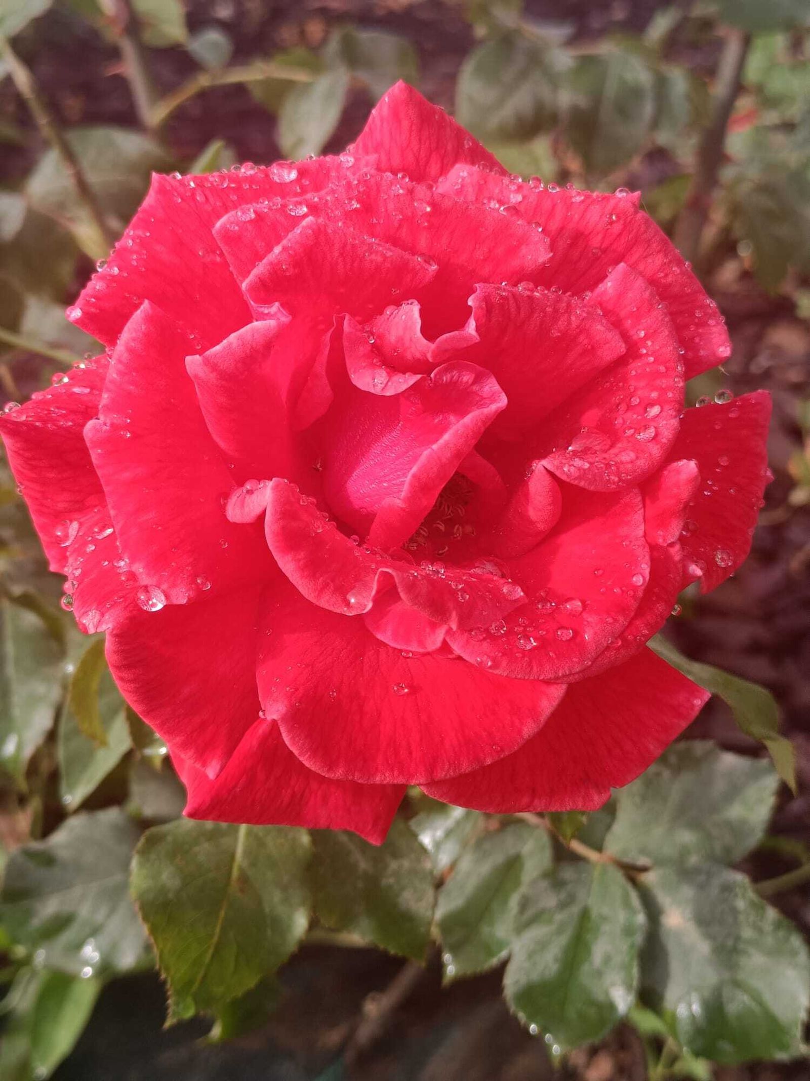 Los asistentes podrán degustar, entre otras flores, las rosas