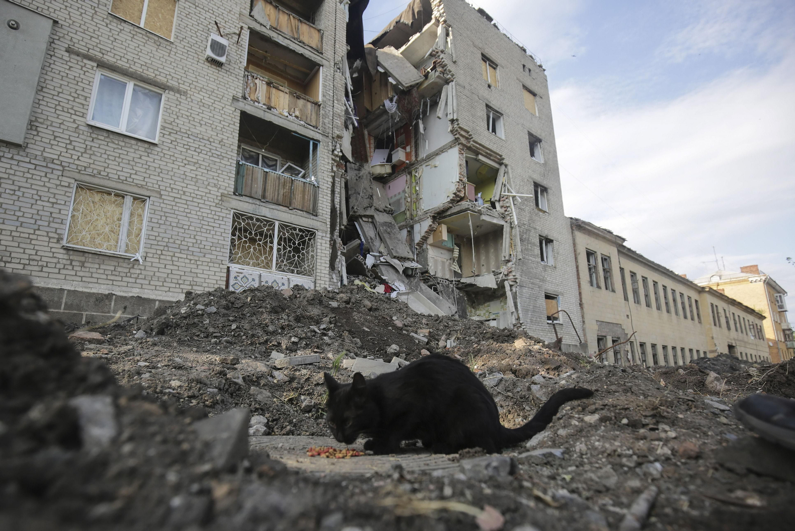 Un gato entre las ruinas en una zona de la región de Donetsk