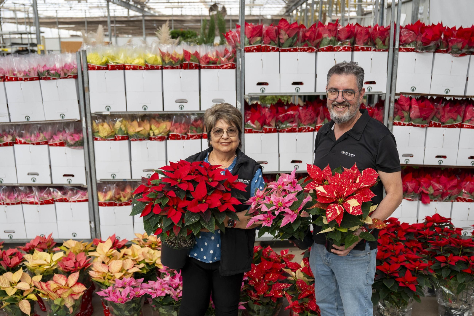 Así son las flores de pascua de SolísPlant, en imágenes