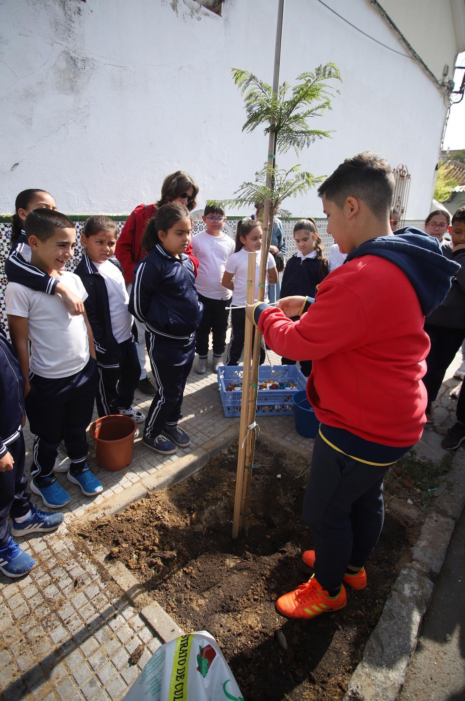 Imágenes la plantación de árboles en la Barriada de la Navidad por alumnos del Colegio Virgen de Belén