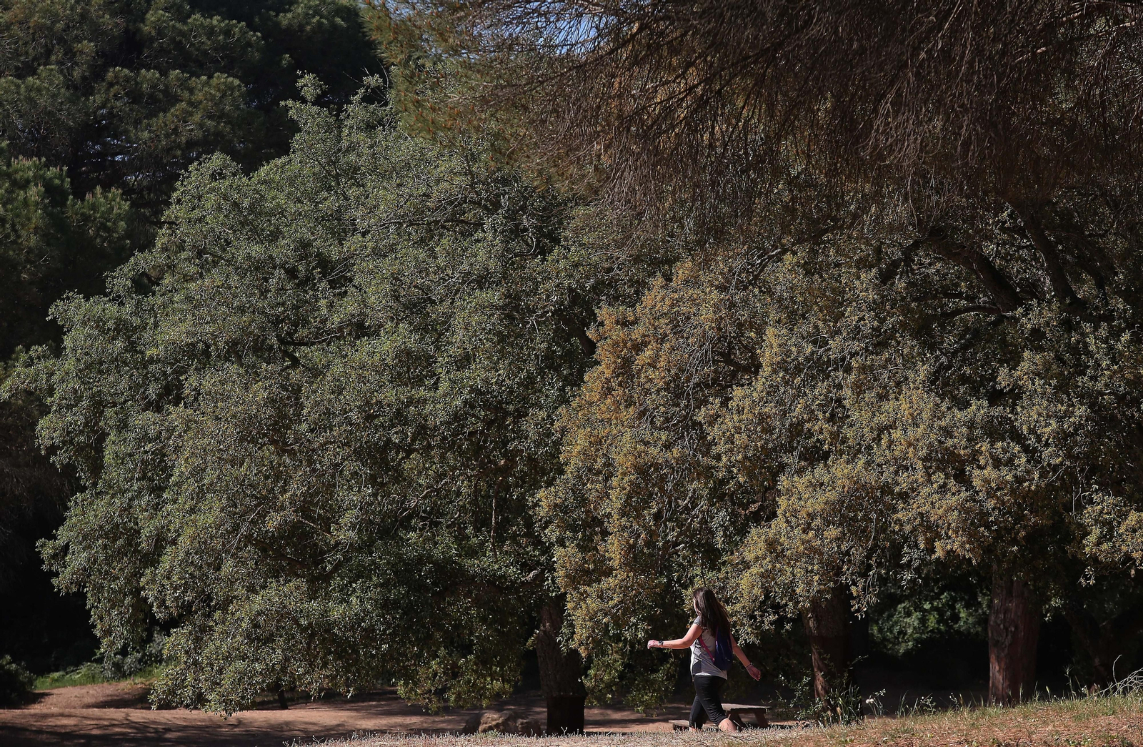 El Pinar del Rey de San Roque, en imágenes