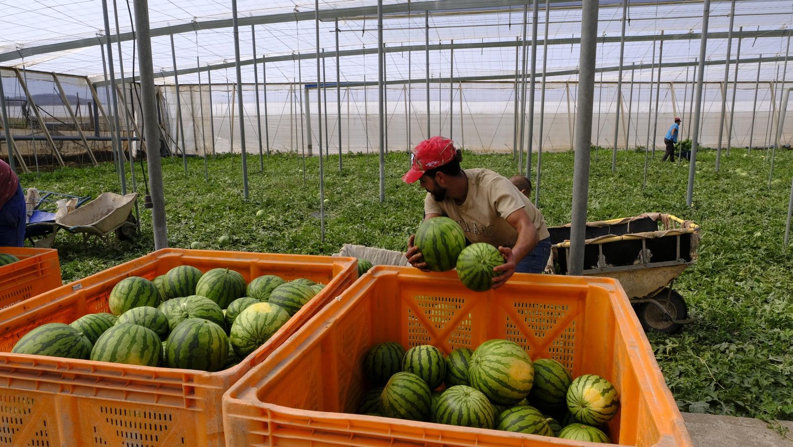 Imágenes de las primeras sandías que salen de Almería esta campaña